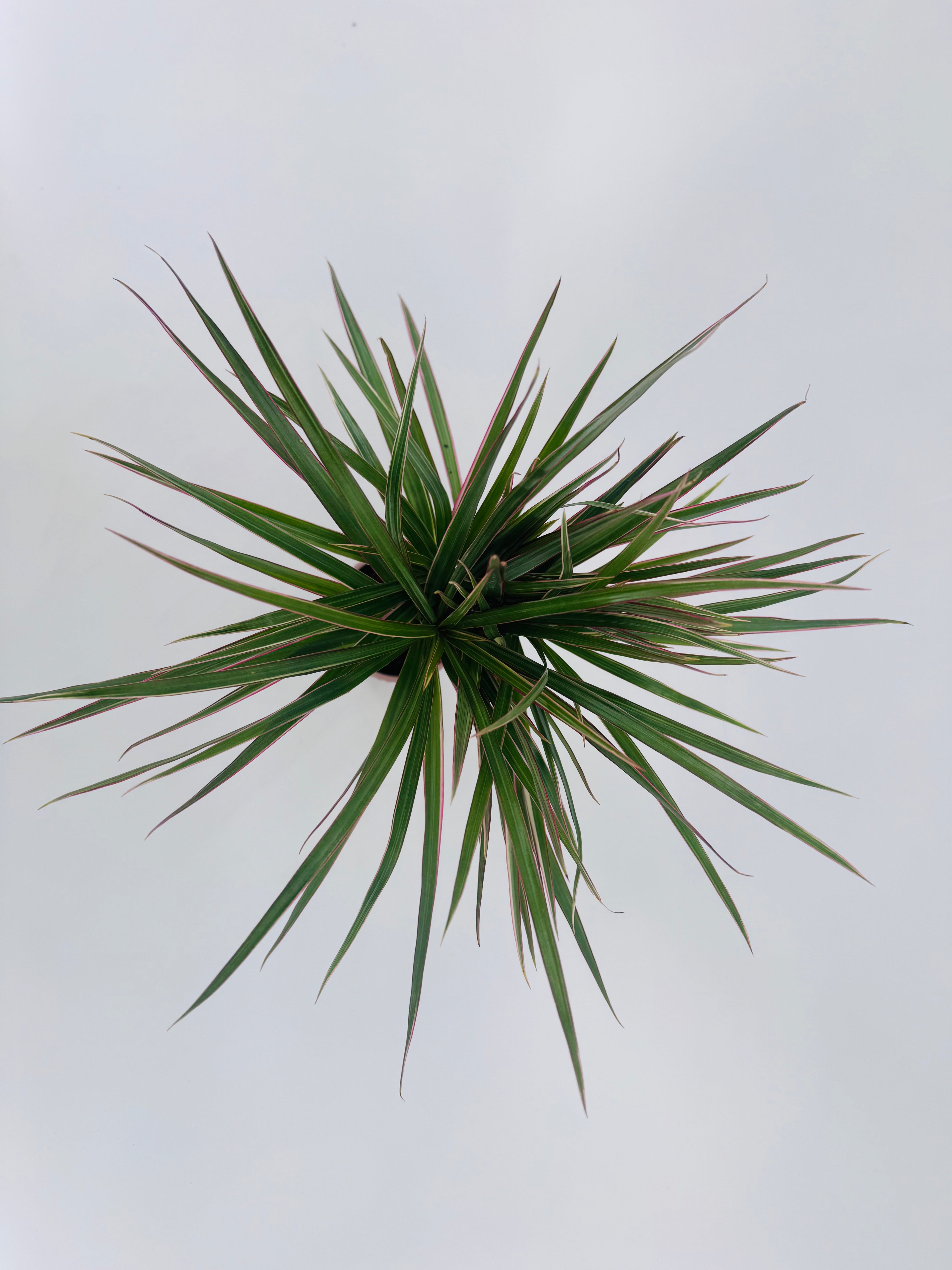 DRACAENA MARGINATA BICOLOR 10CM