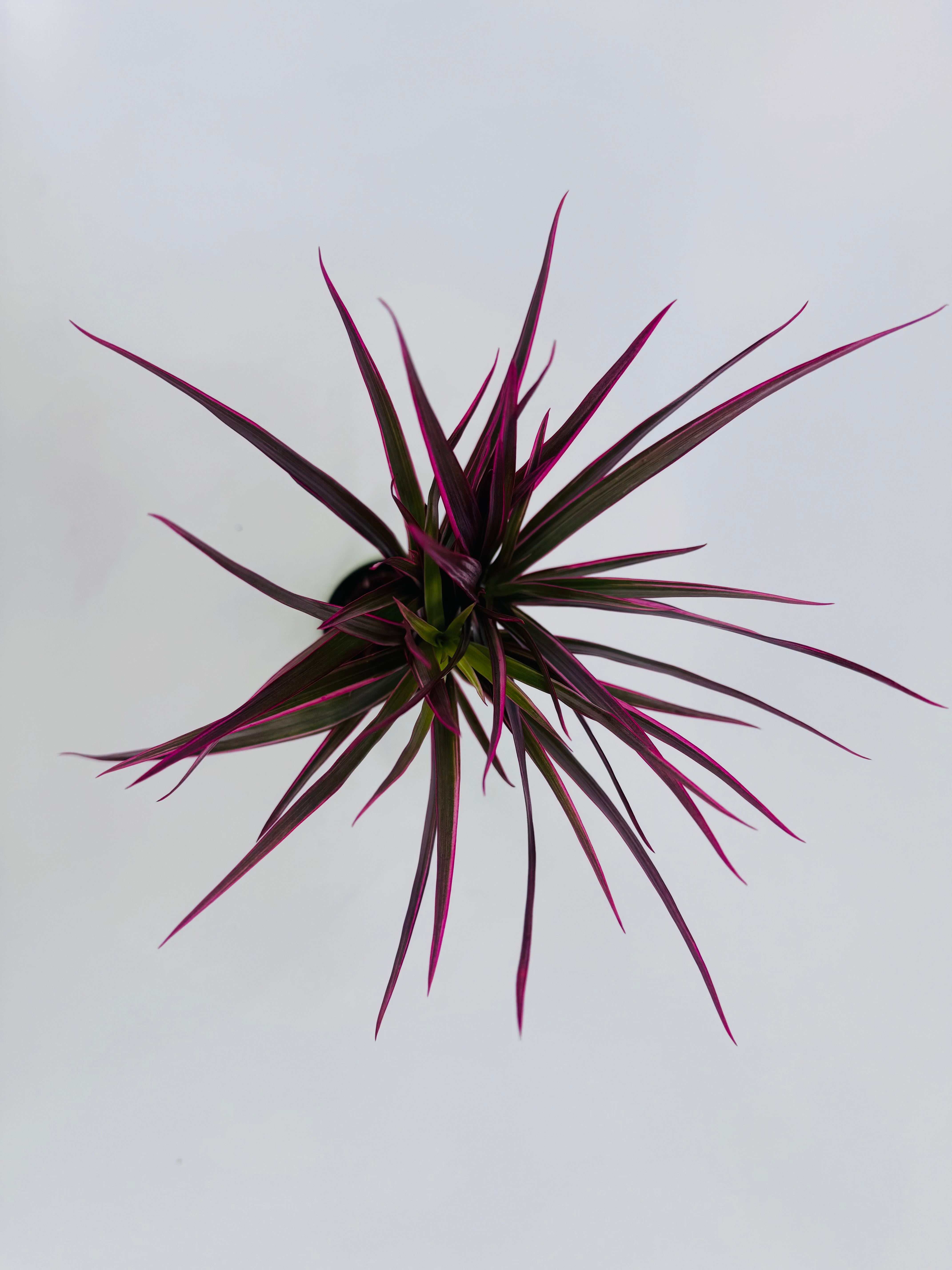 DRACAENA MARGINATA MAGENTA M7
