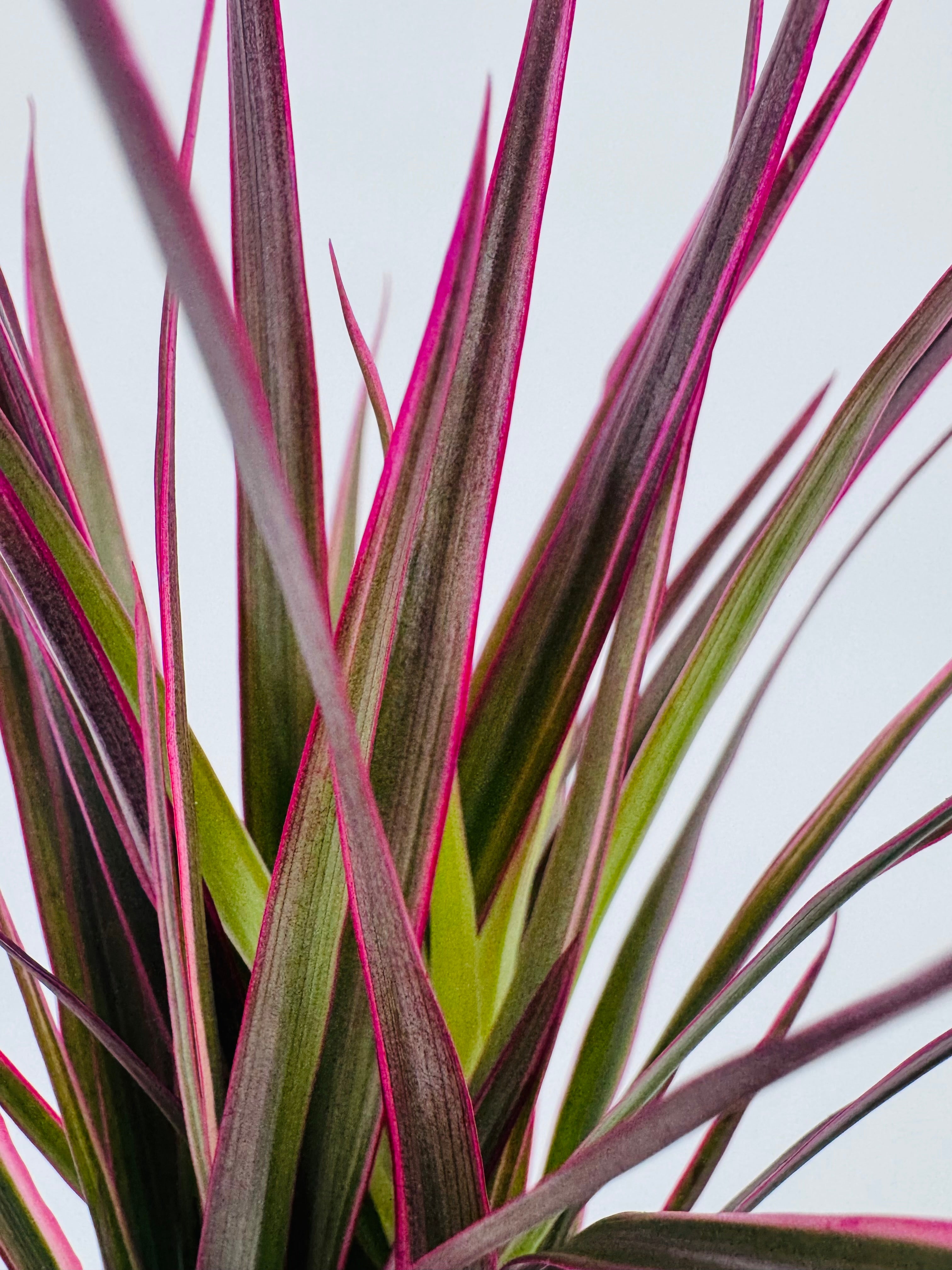 DRACAENA MARGINATA MAGENTA M7