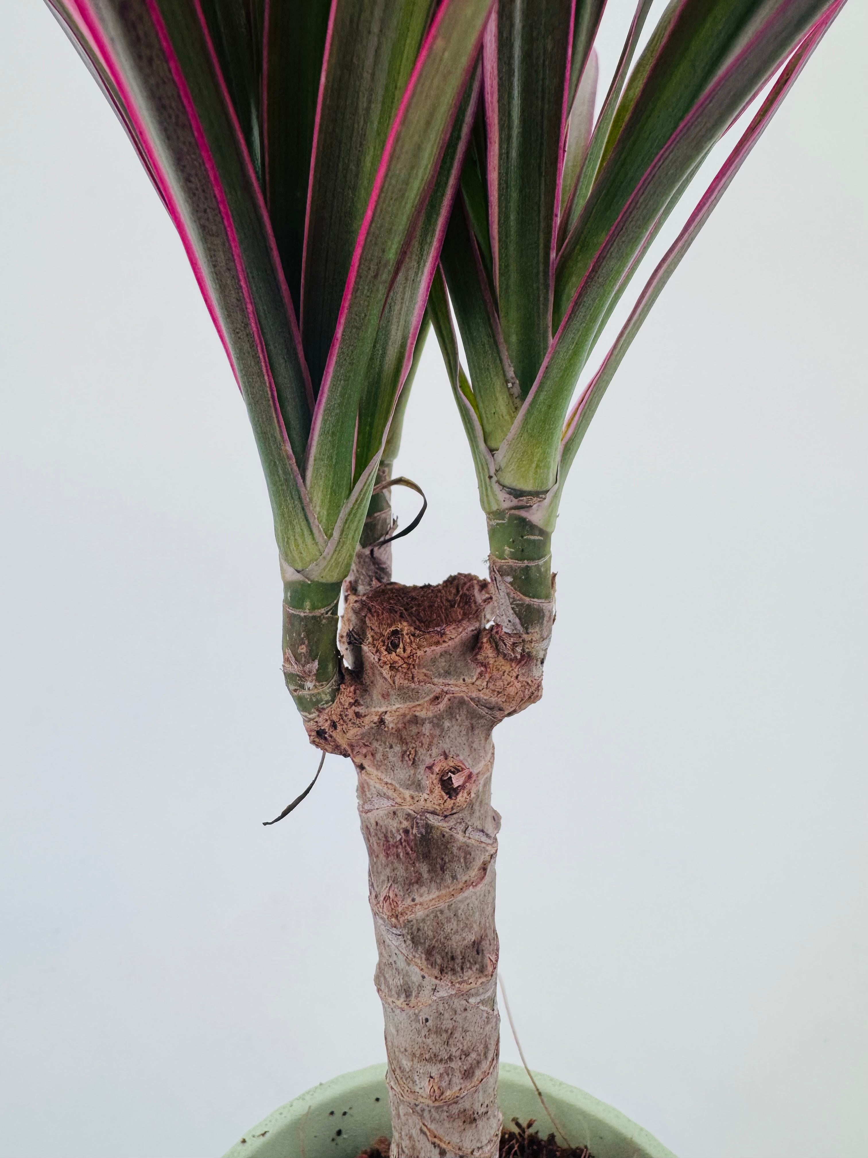 DRACAENA MARGINATA MAGENTA M7