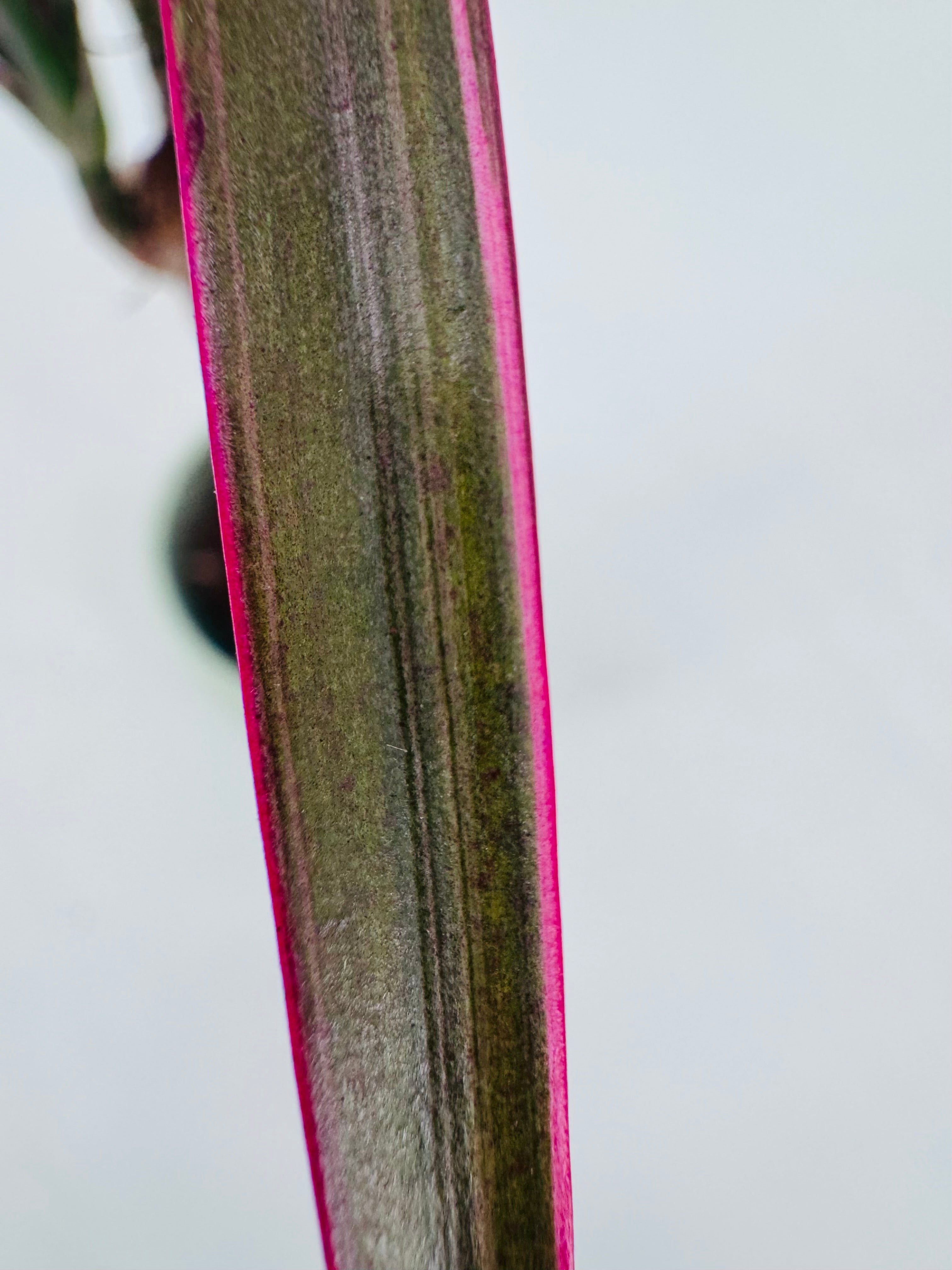 DRACAENA MARGINATA MAGENTA M7