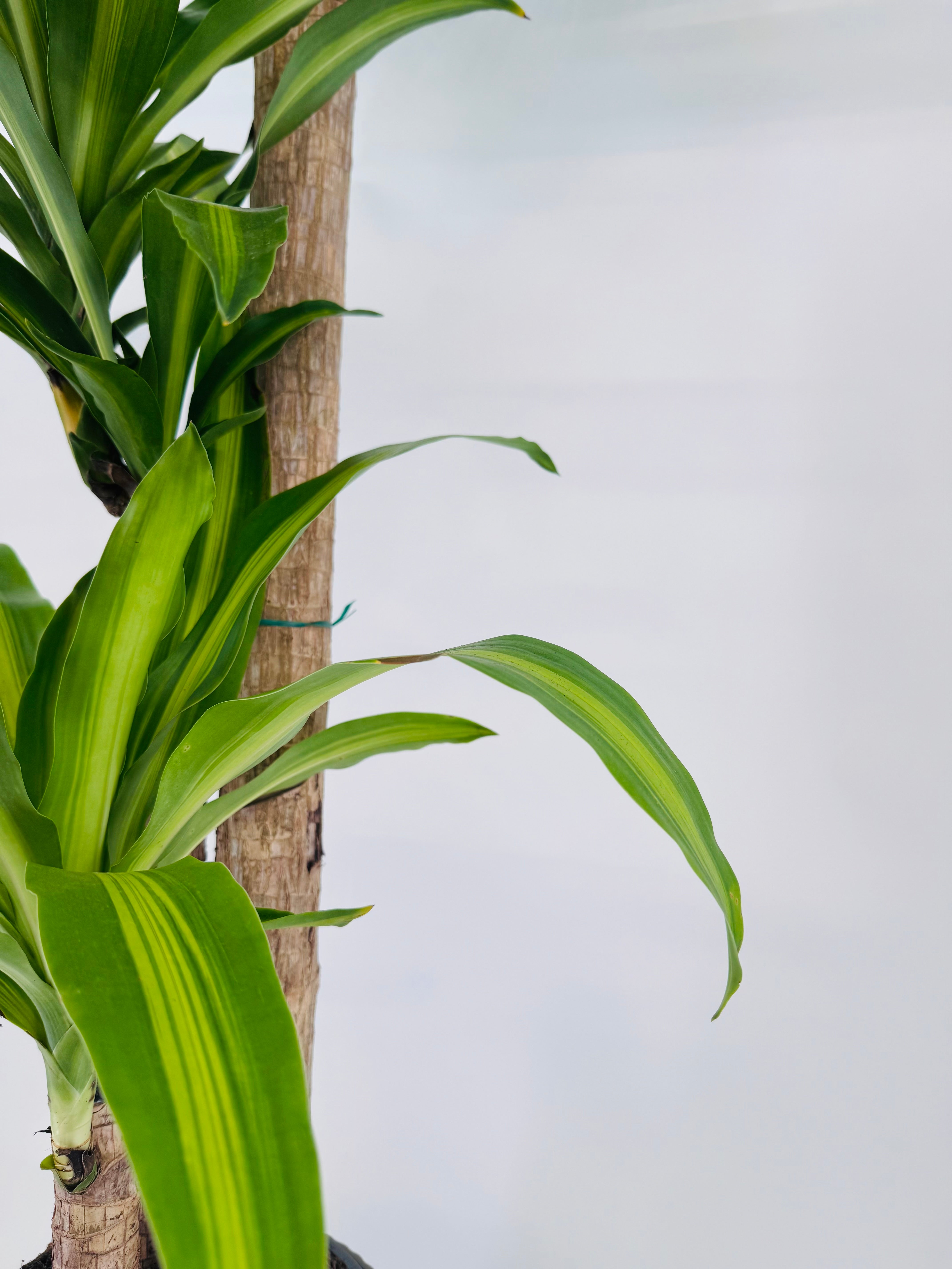 DRACAENA MASSANGEANA C25