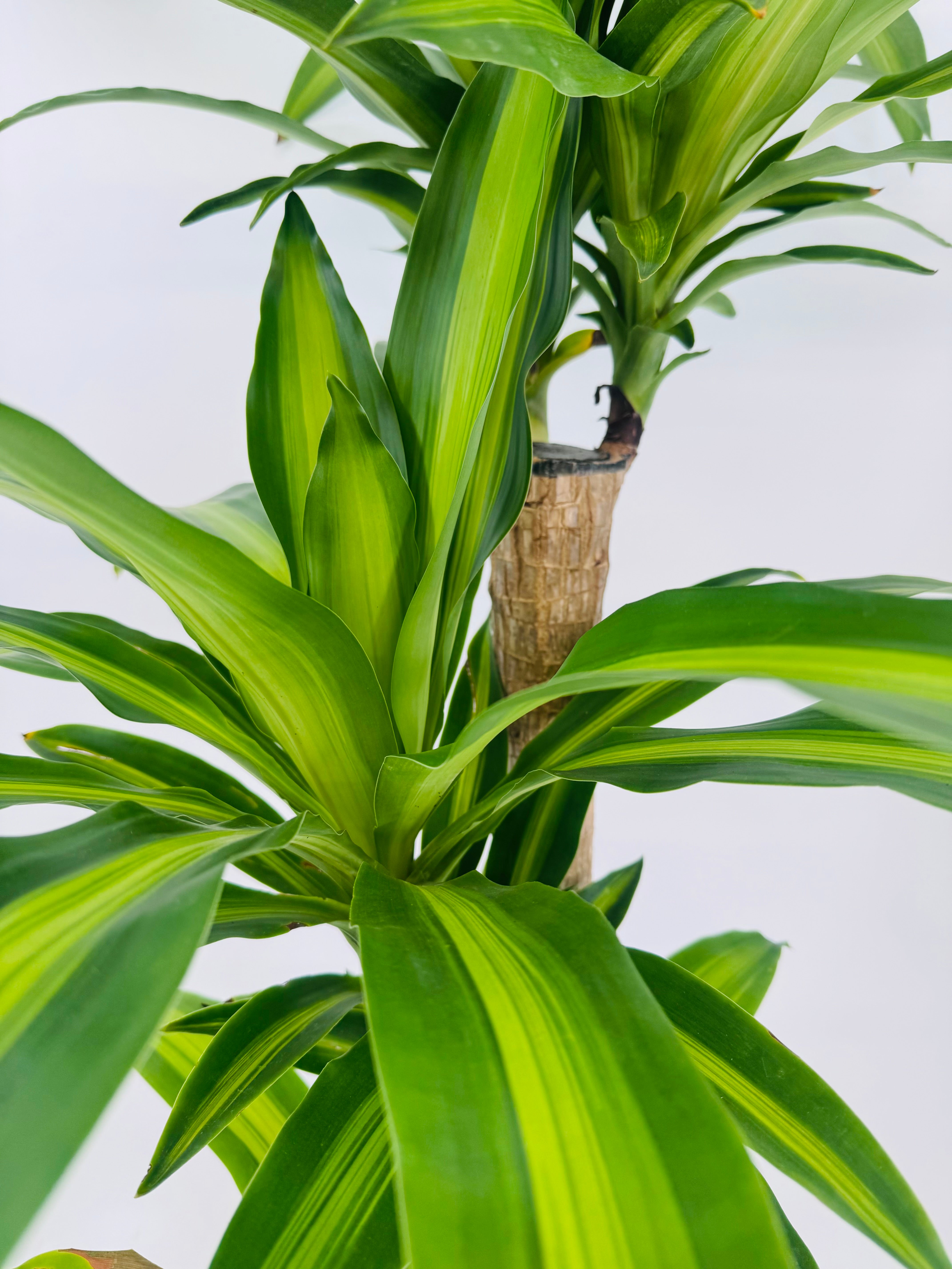 DRACAENA MASSANGEANA C25