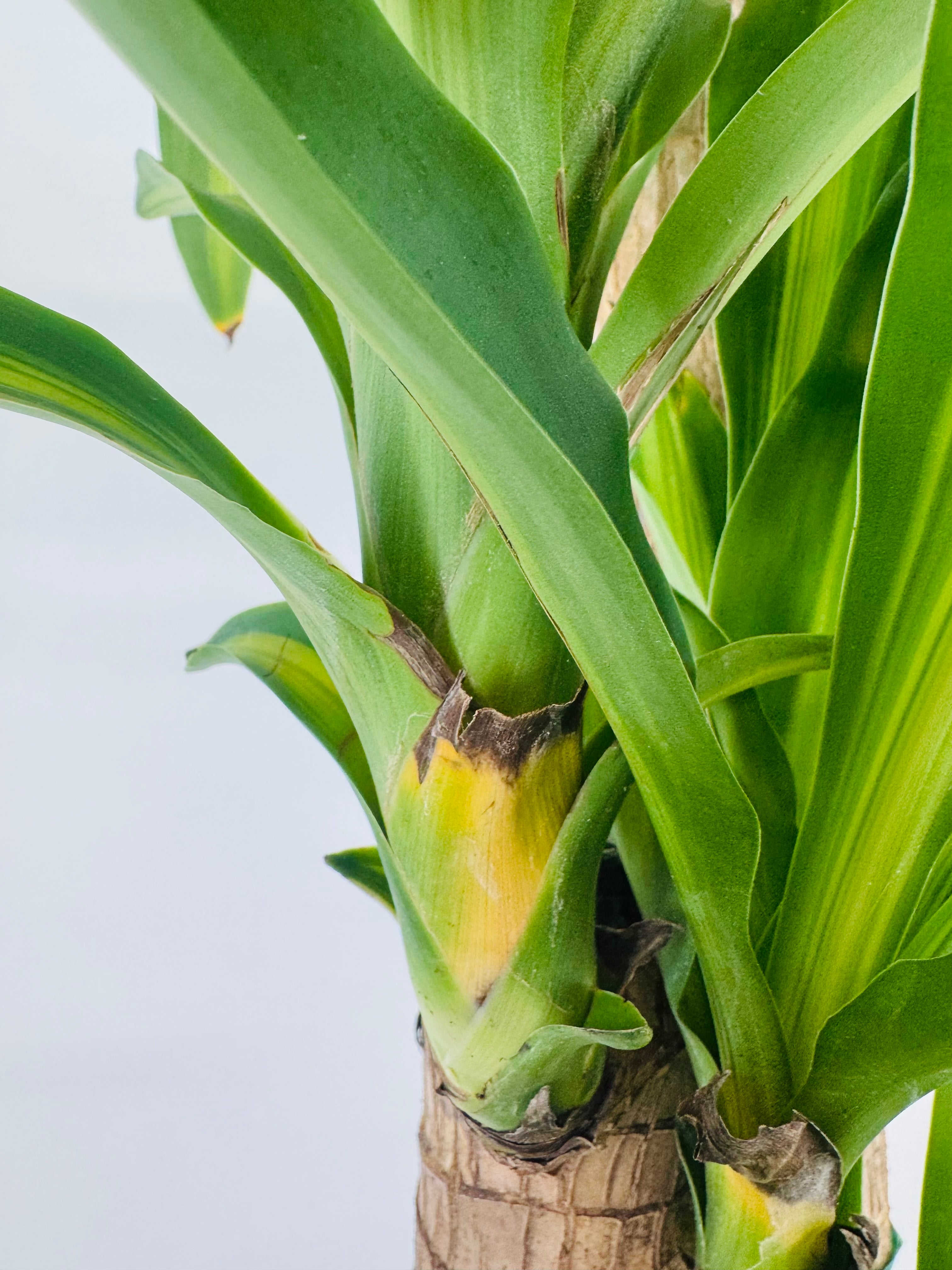 DRACAENA MASSANGEANA C25
