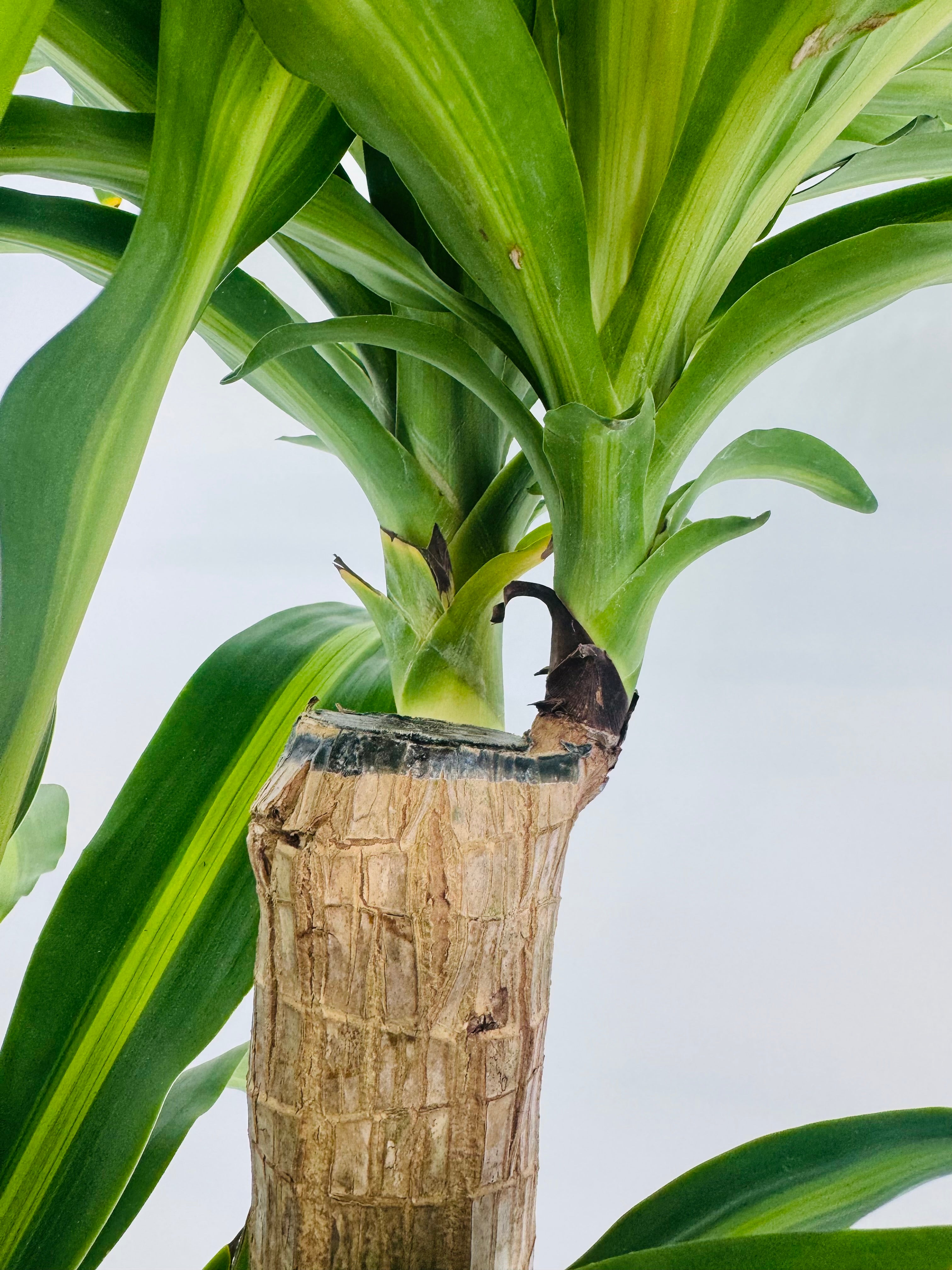 DRACAENA MASSANGEANA C25