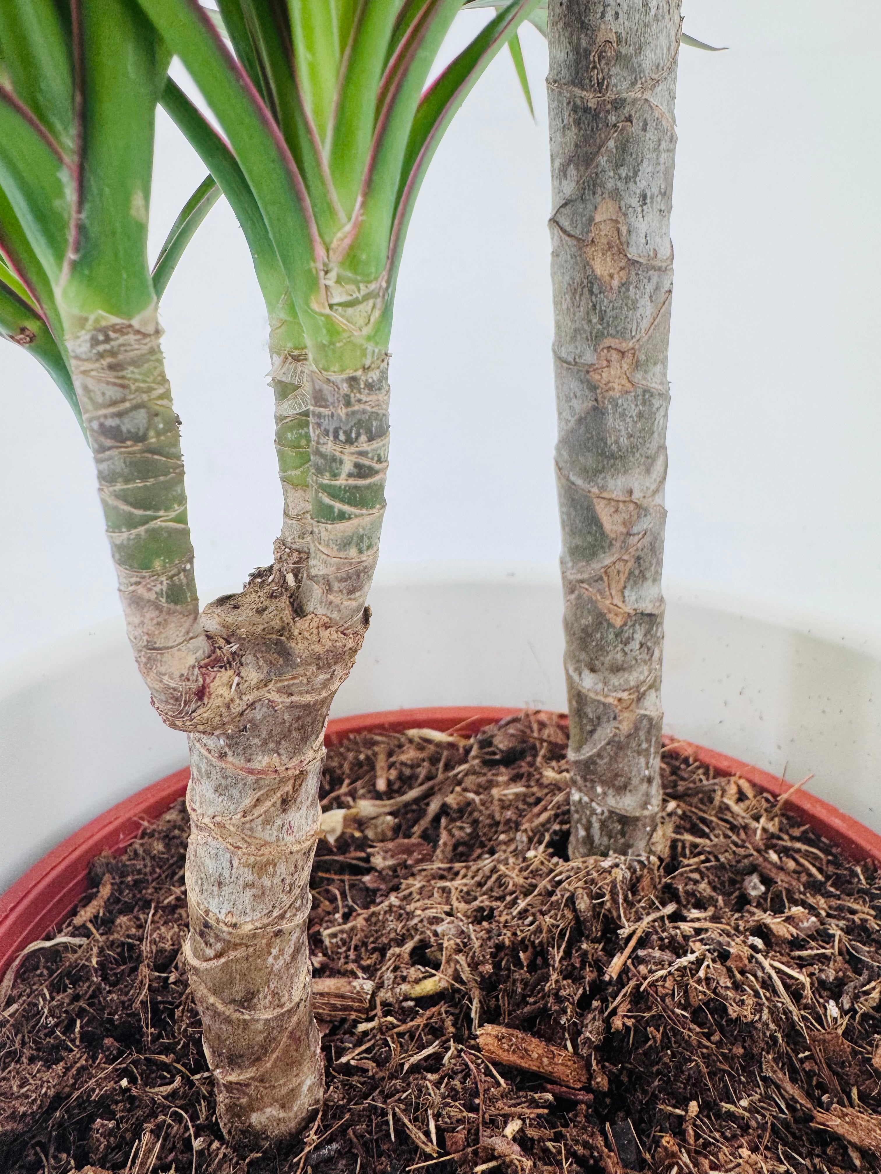 Primer plano de tallos leñosos de Dracaena Mix M17 en maceta marrón con tierra y corteza.