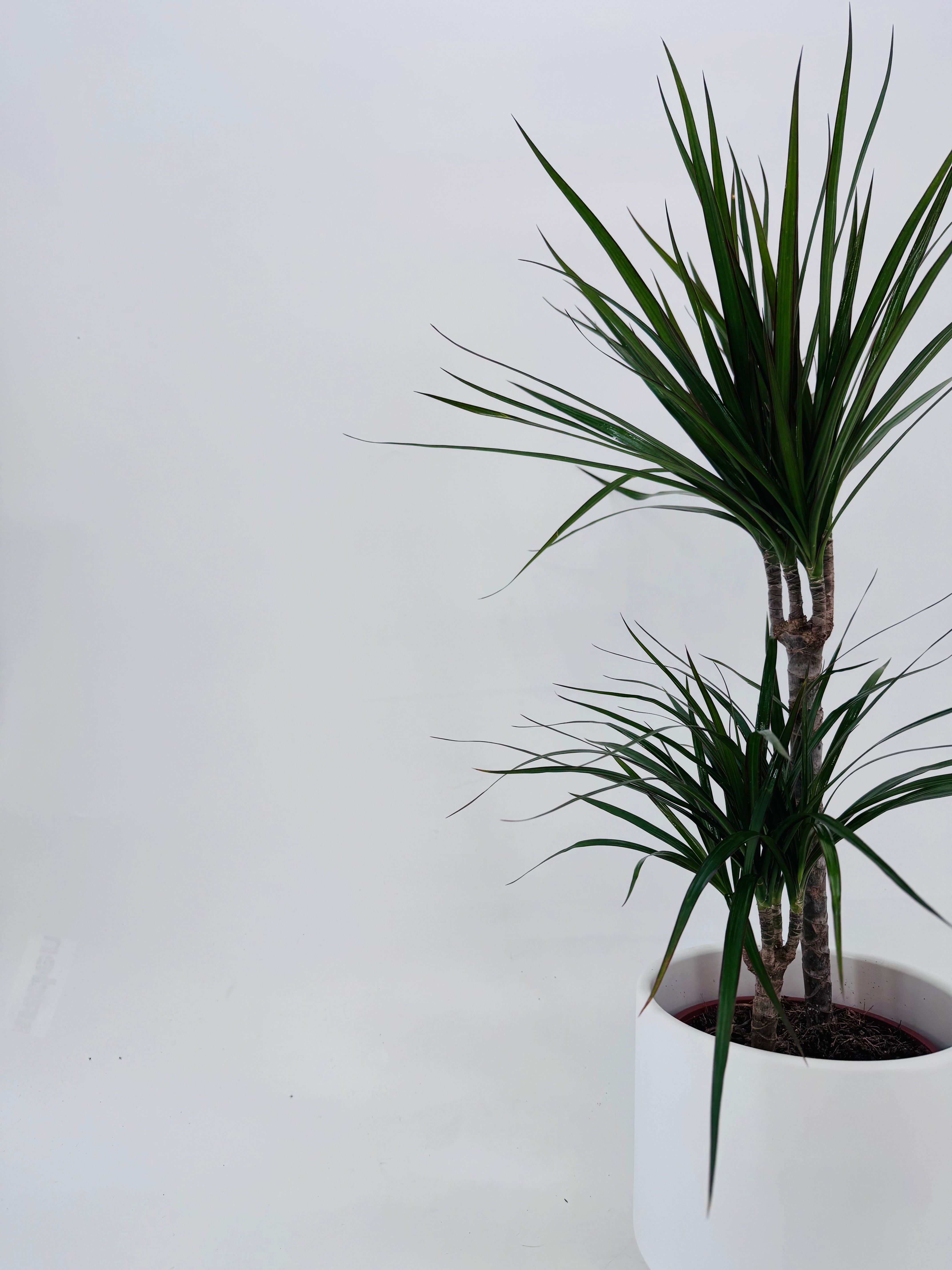 Dracaena Mix M17 con hojas verdes puntiagudas en maceta blanca, ideal para interiores.