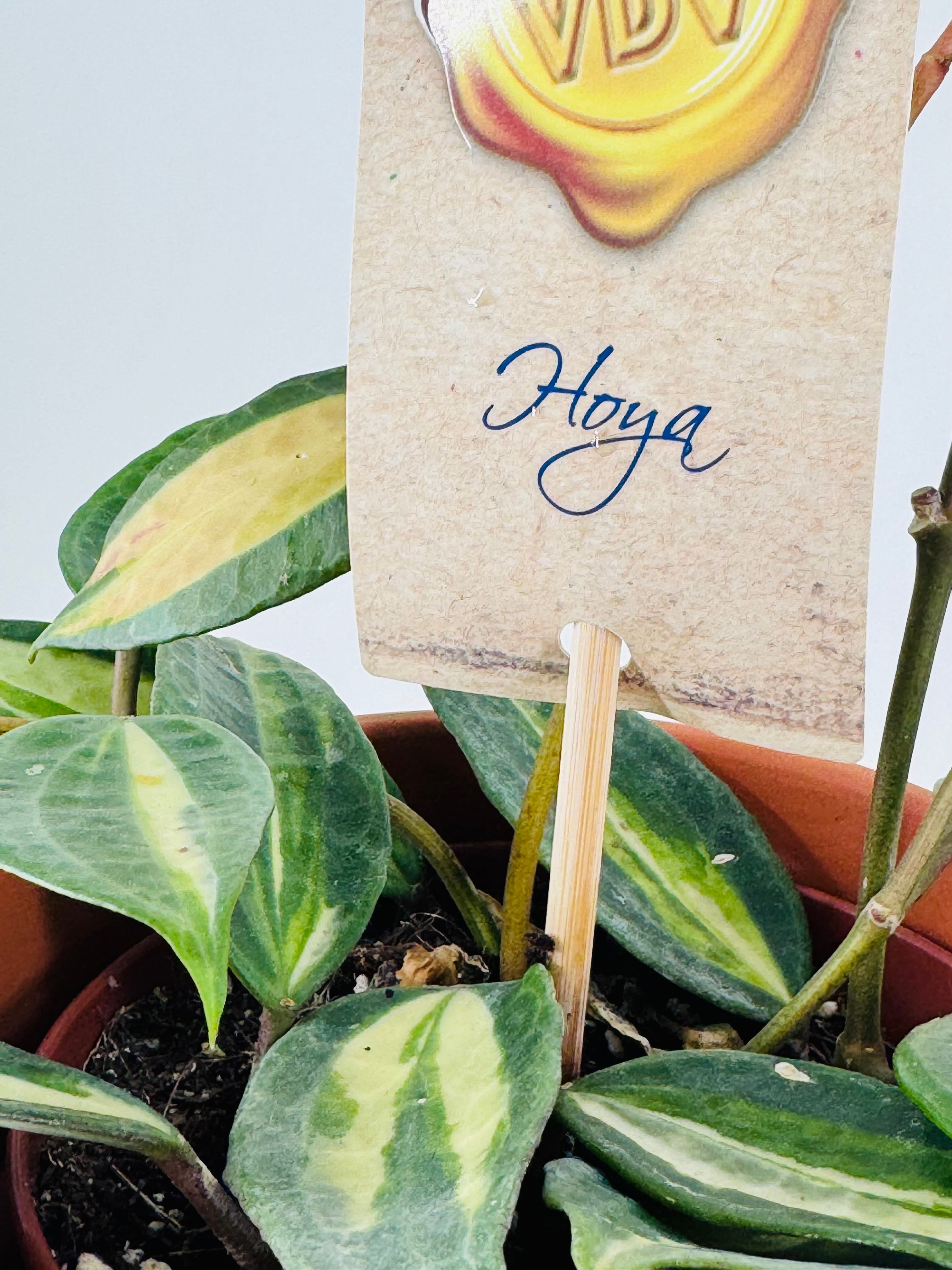 HOYA OF GOLD M12