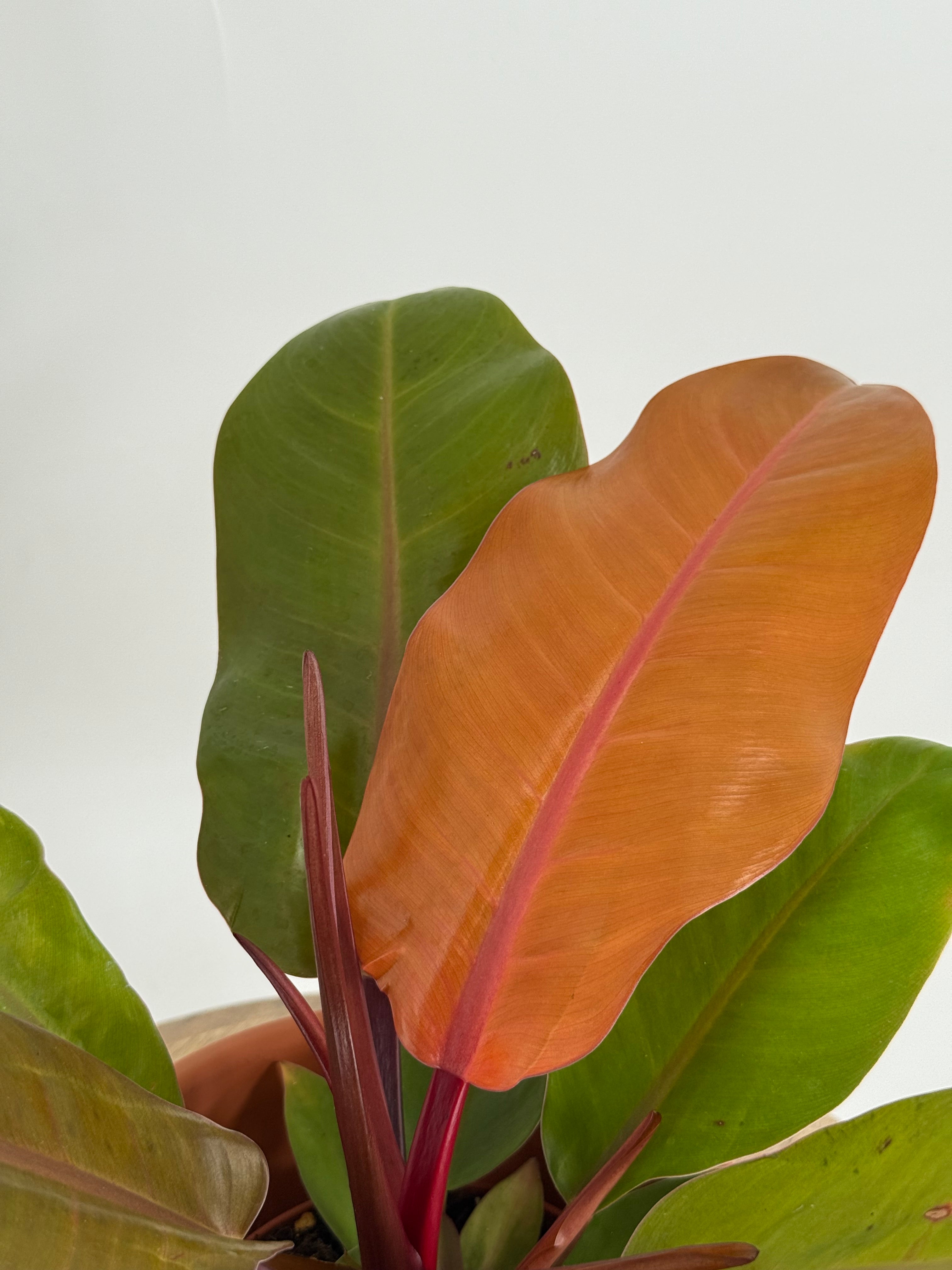 PHILODENDRON PRINCE OF ORANGE M12