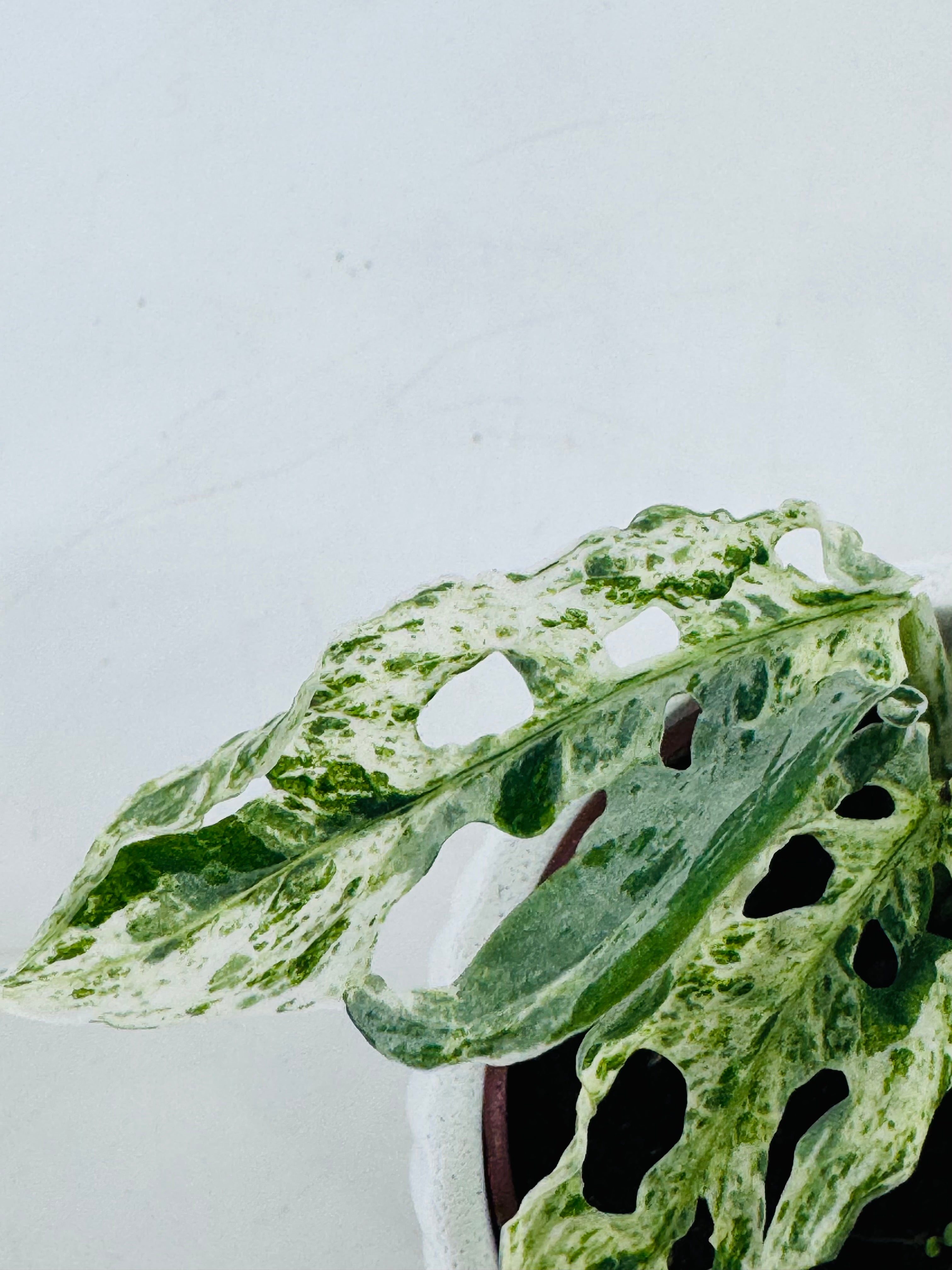 MONSTERA FROZEN FRECKLES M6