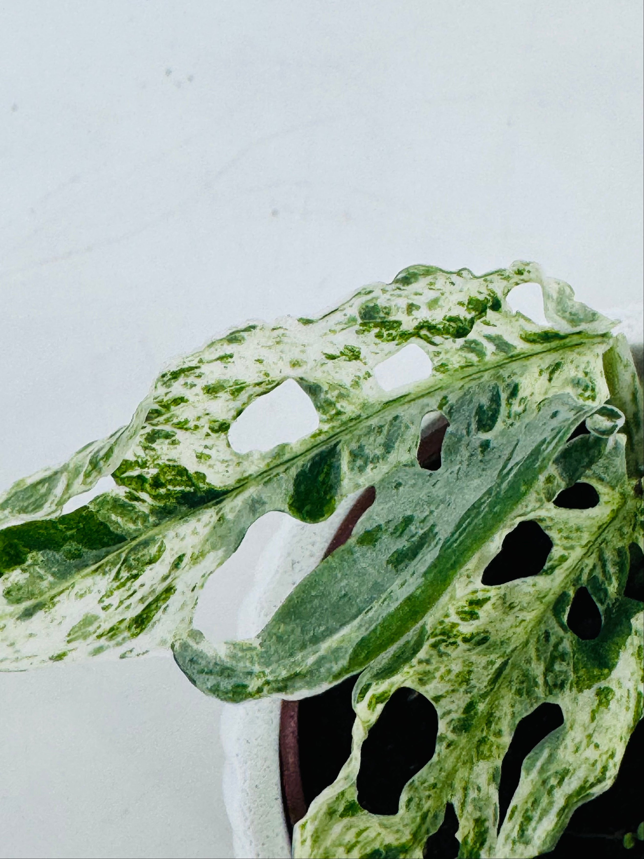 MONSTERA FROZEN FRECKLES M6