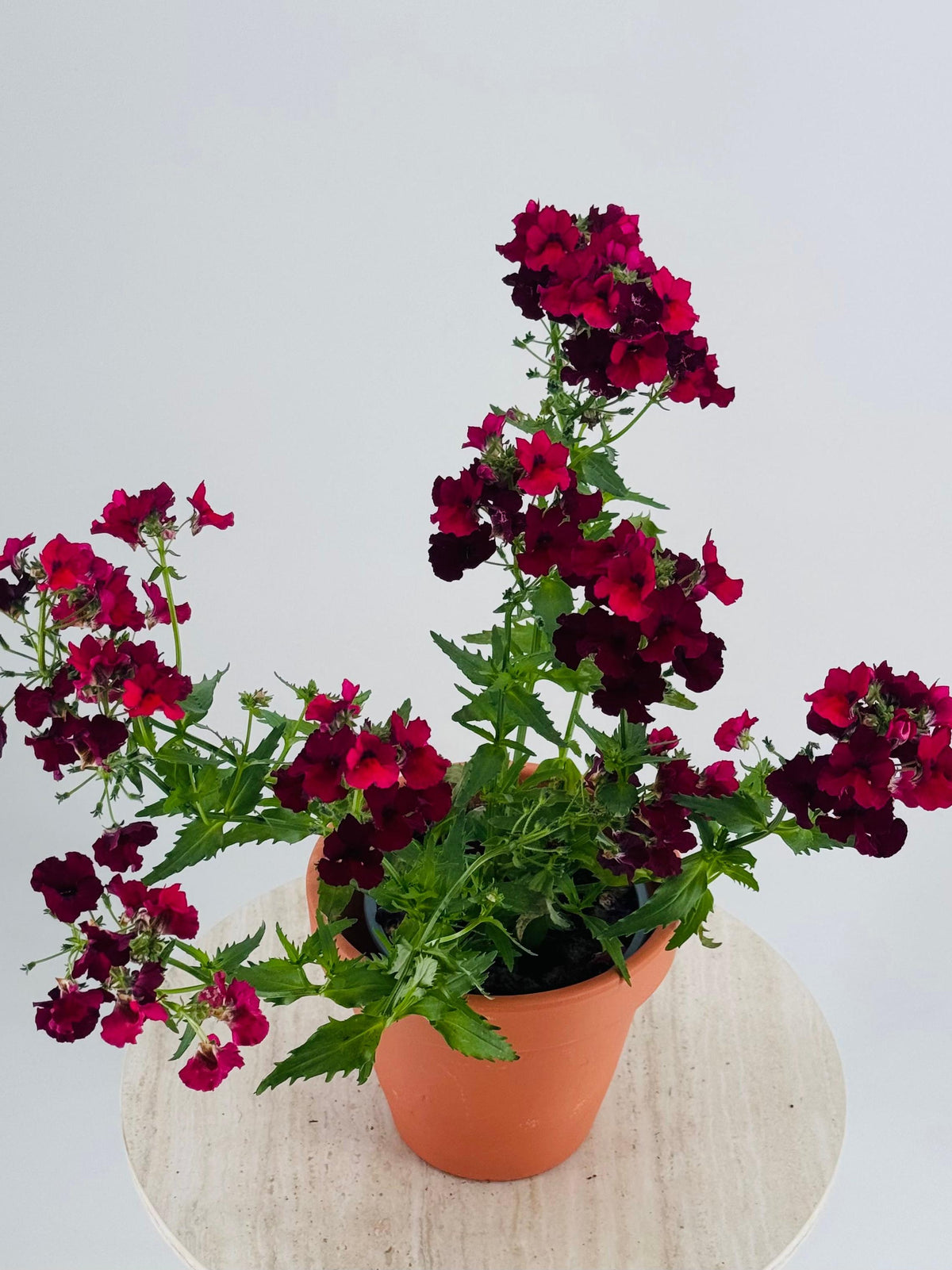 NEMESIA M13 con abundantes flores rojo oscuro en una maceta de terracota sobre una mesa clara.