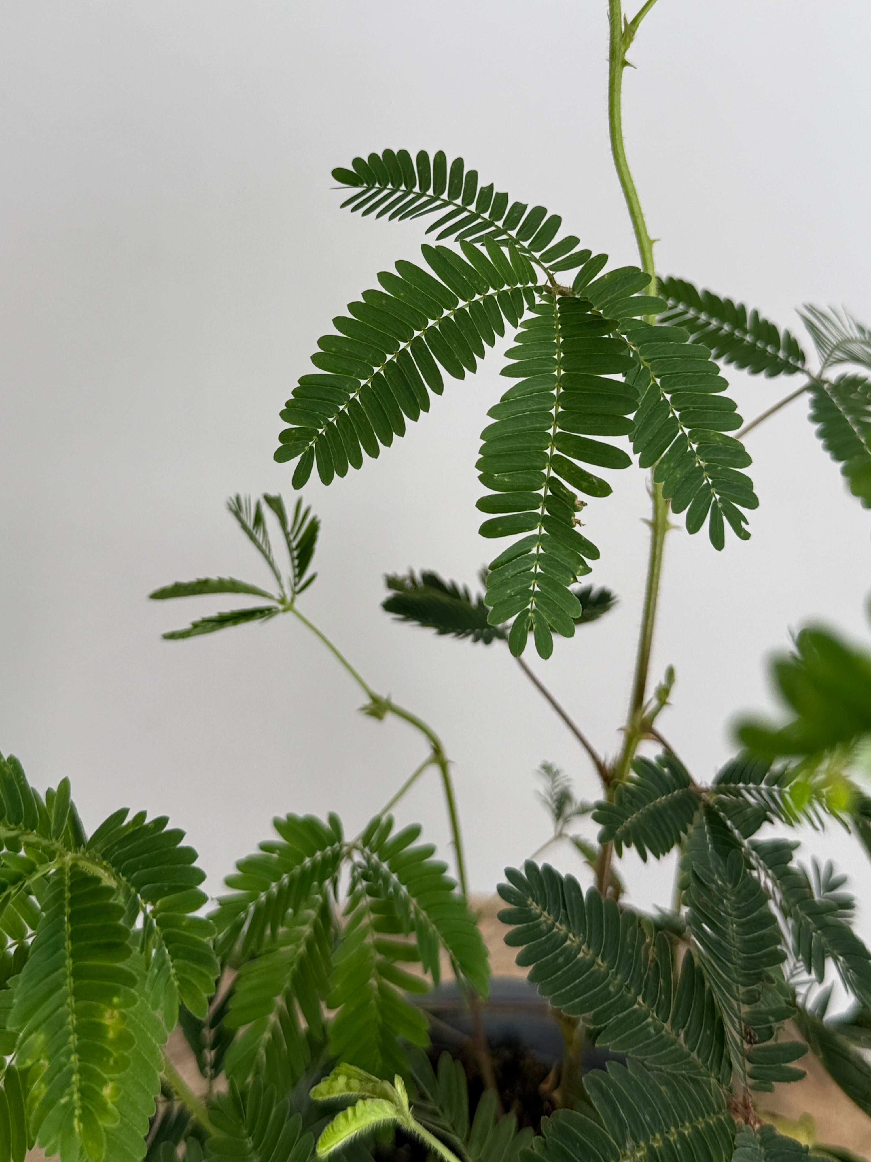 MIMOSA PUDICA M13