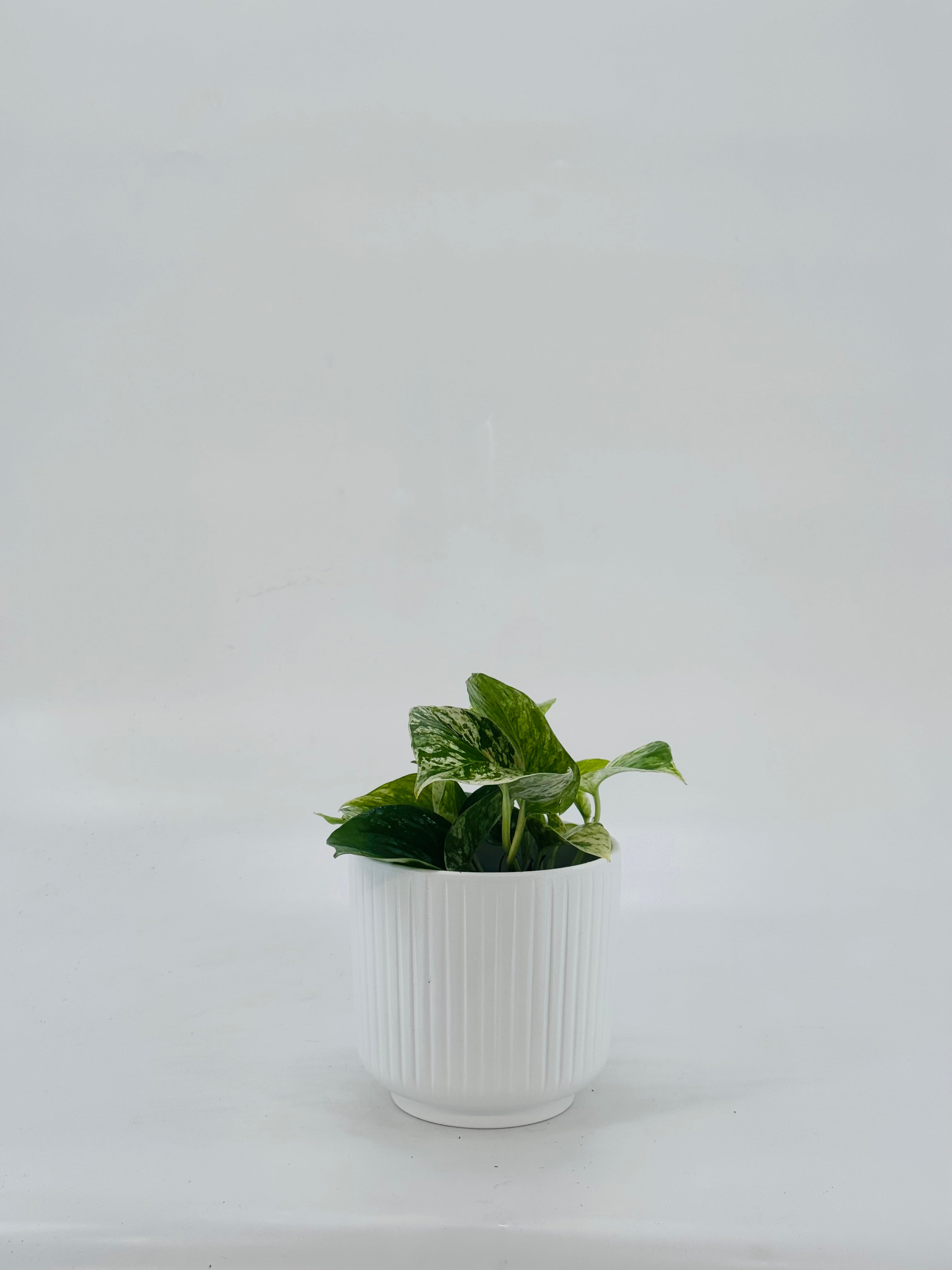 EPIPREMNUM PINN MARBLE QUEEN M12