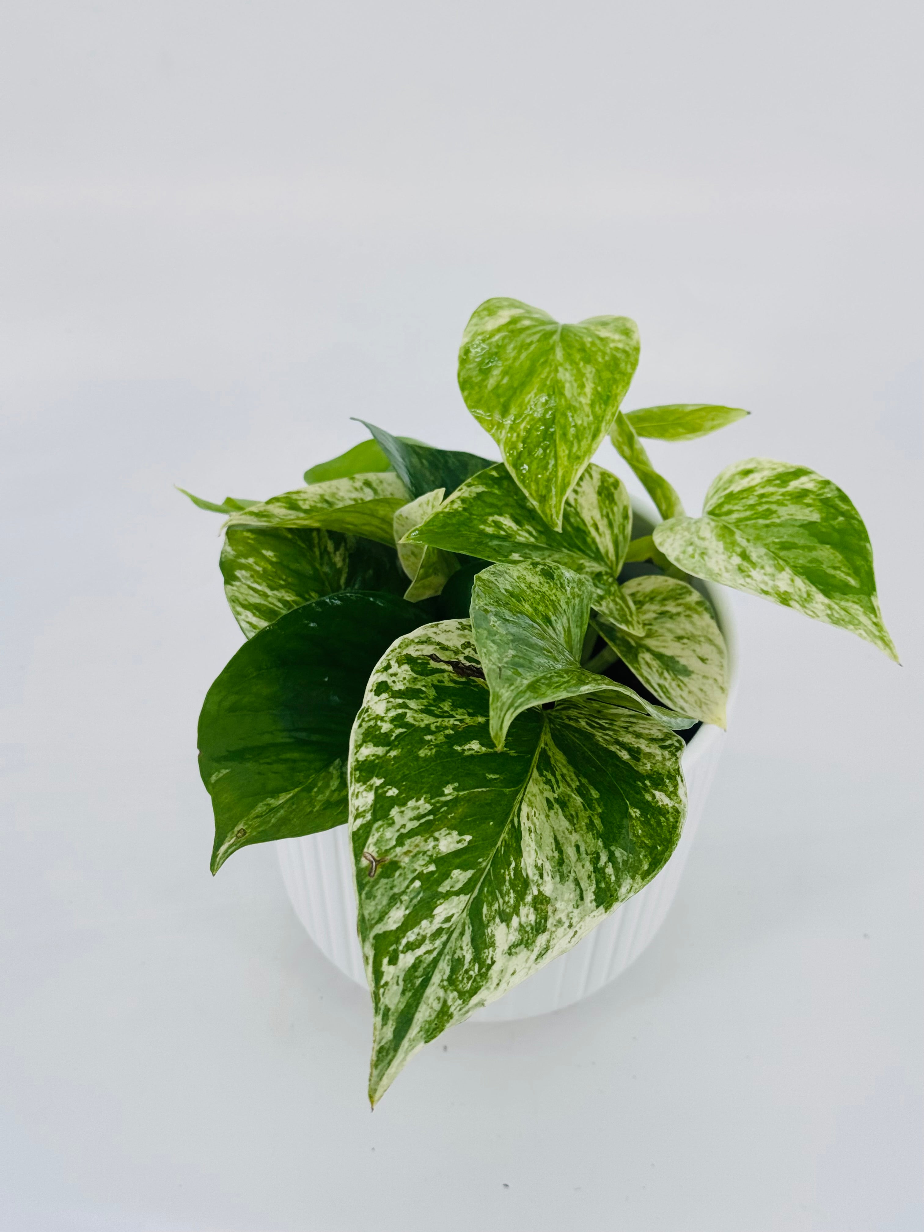 EPIPREMNUM PINN MARBLE QUEEN M12