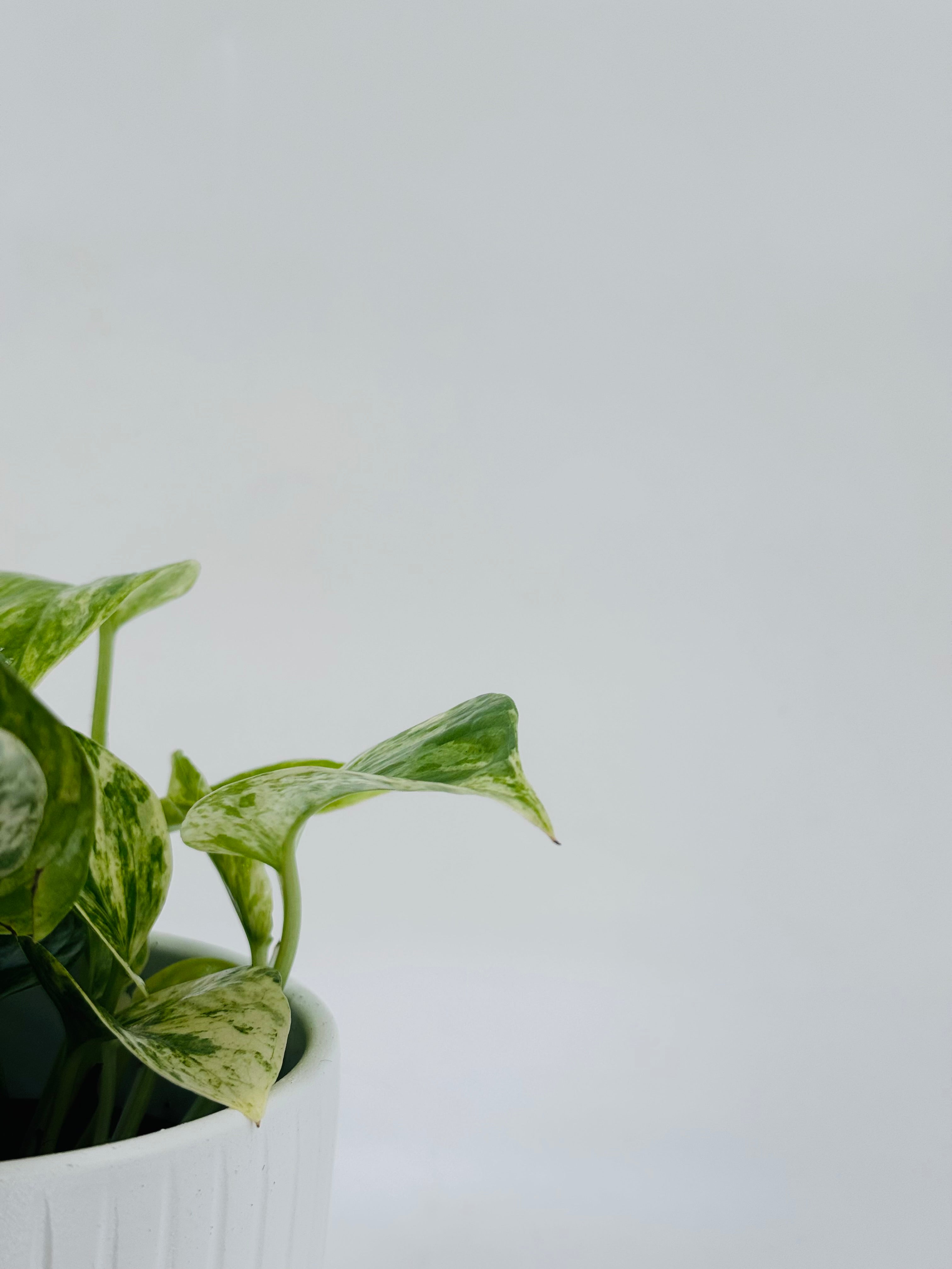 EPIPREMNUM PINN MARBLE QUEEN M12