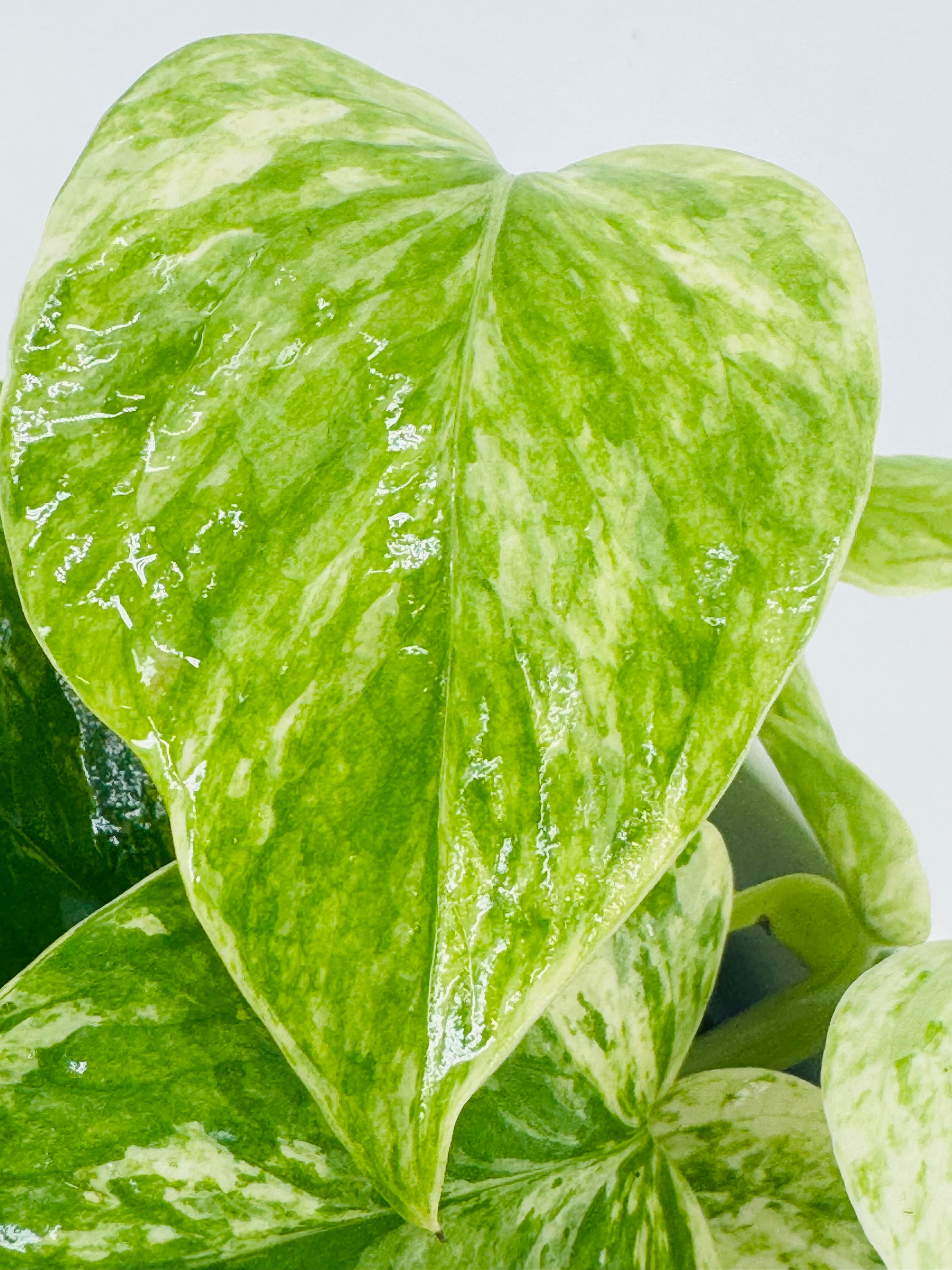 EPIPREMNUM PINN MARBLE QUEEN M12