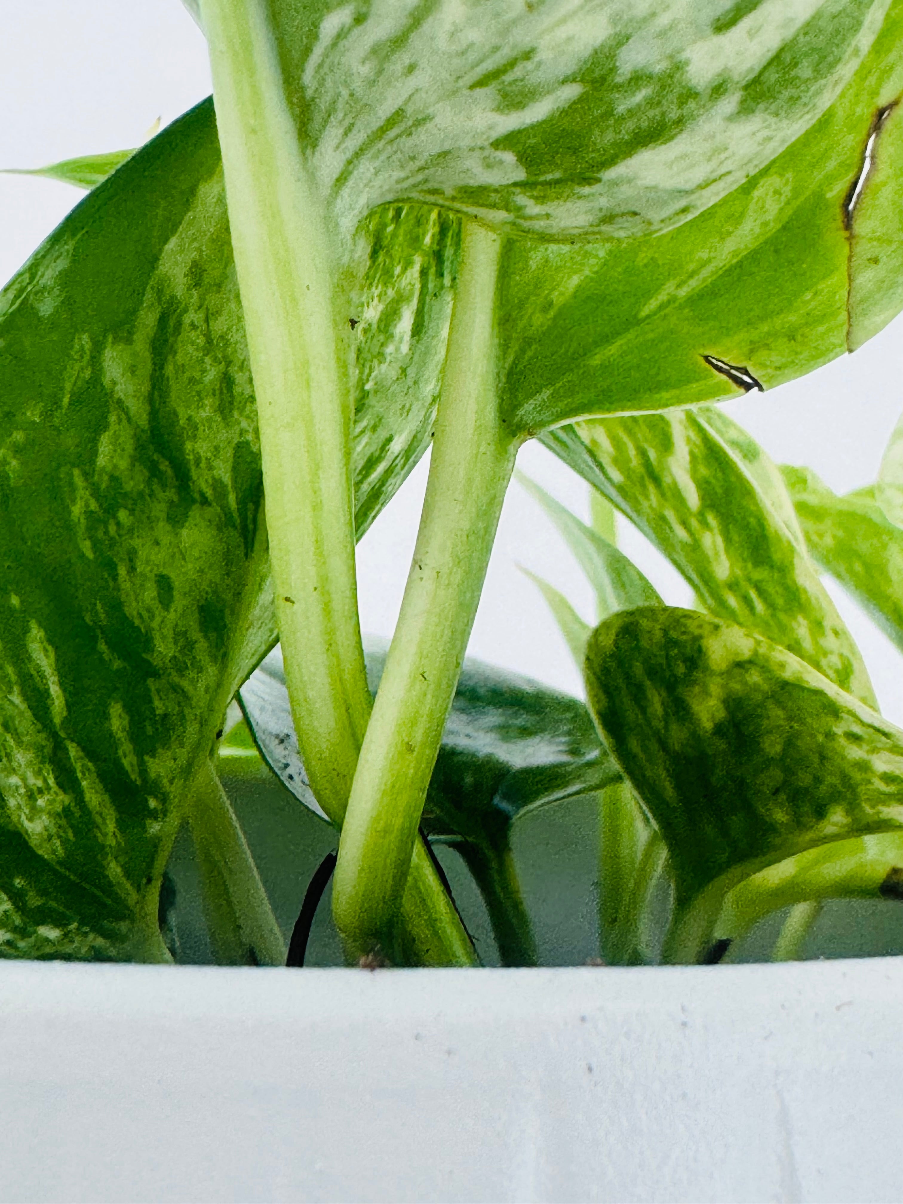 EPIPREMNUM PINN MARBLE QUEEN M12