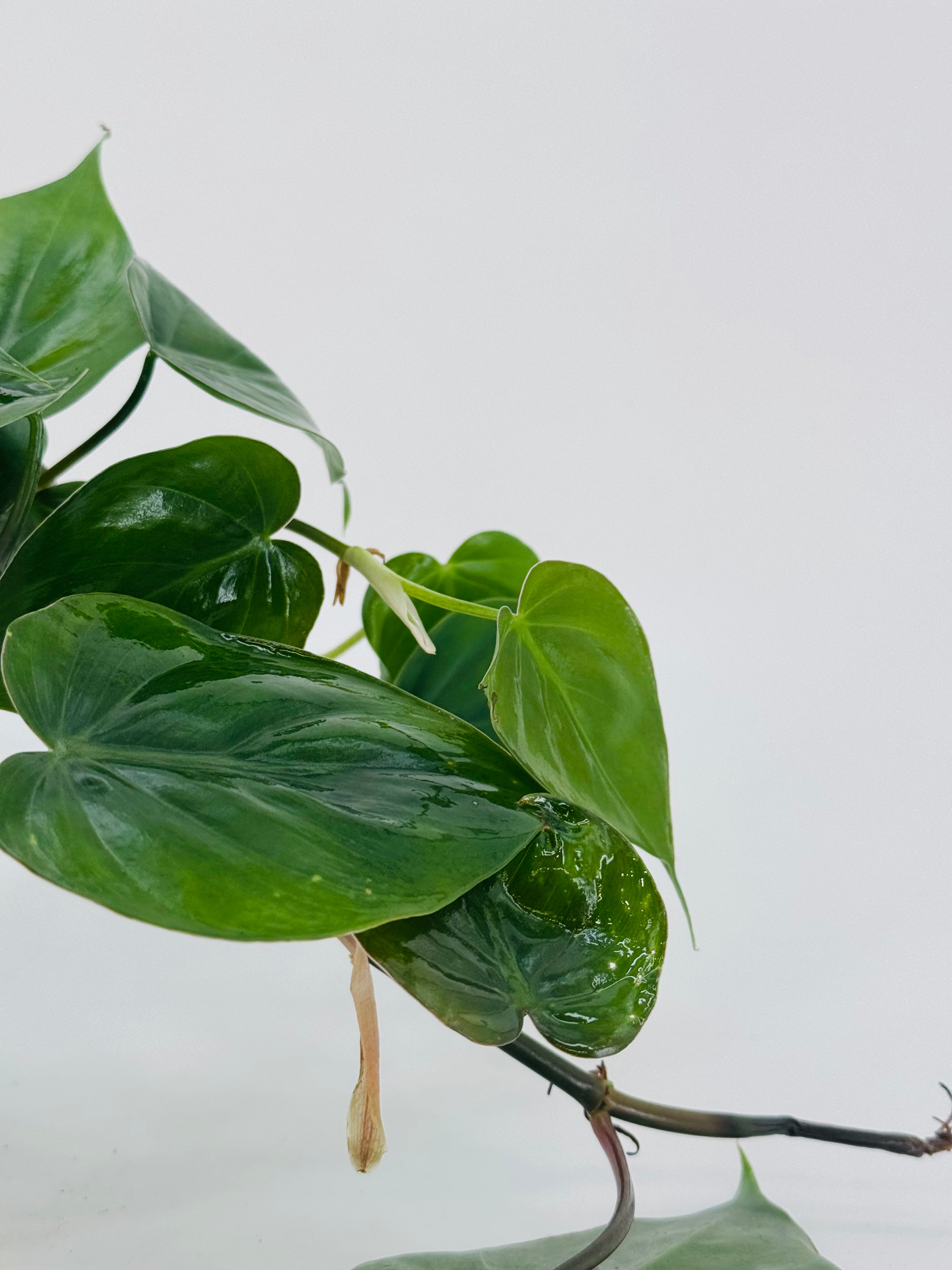 EPIPREMNUM PINN MIX M12