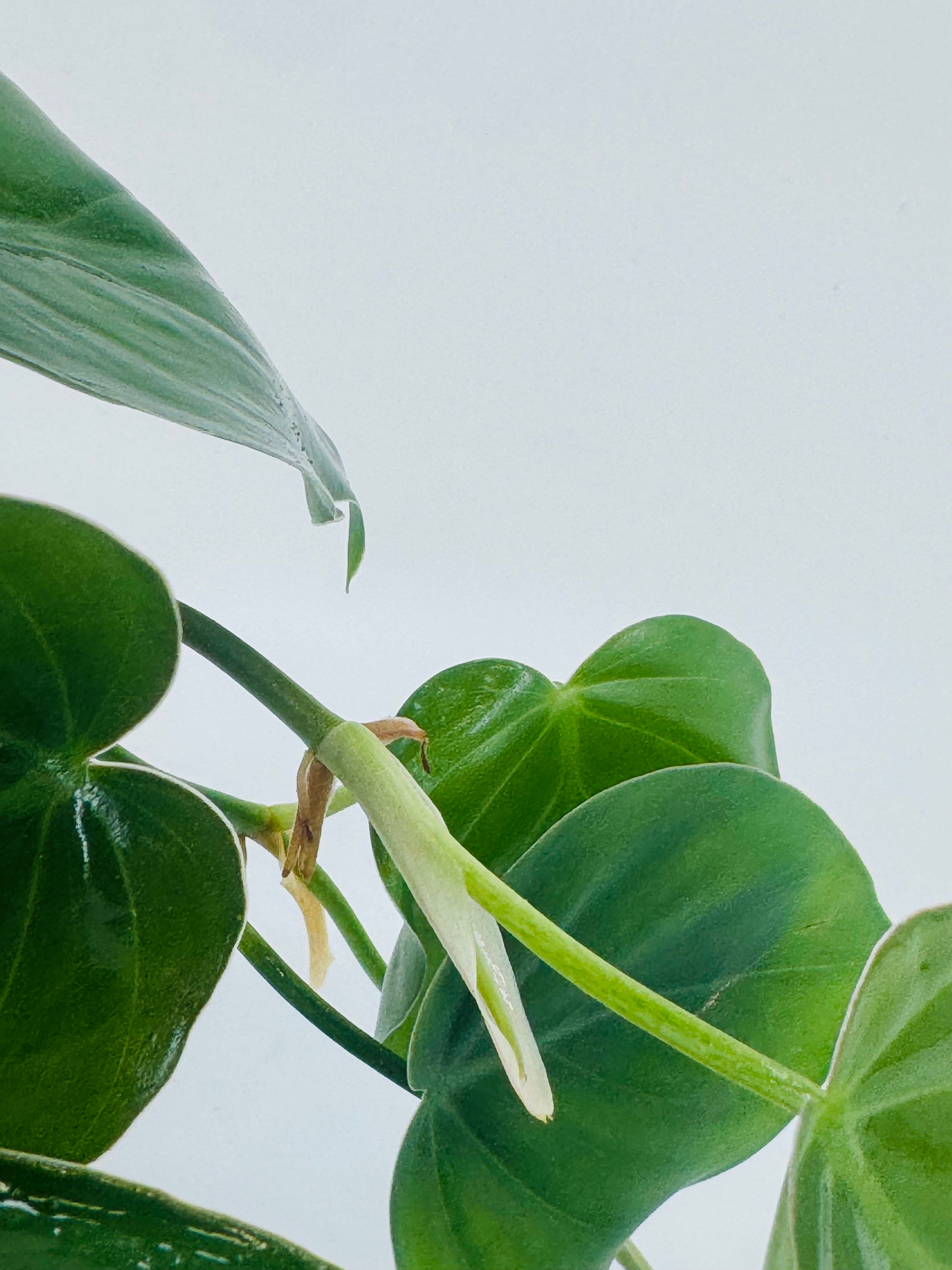 EPIPREMNUM PINN MIX M12