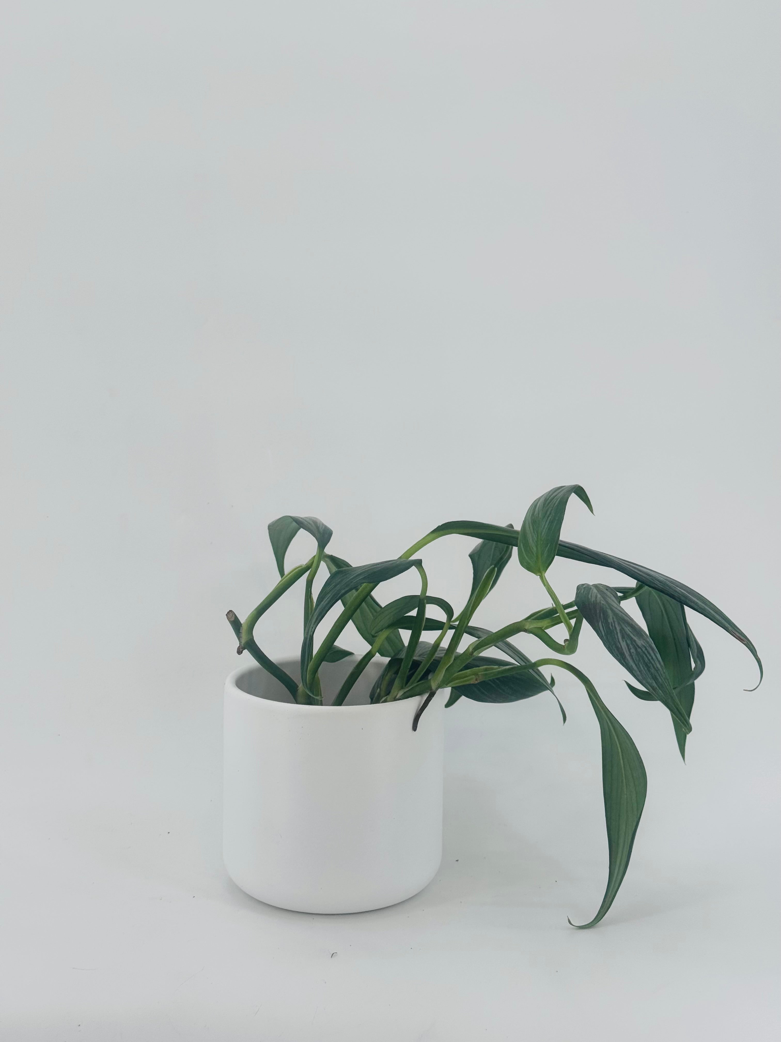 EPIPREMNUM SILVER STRIPE M12