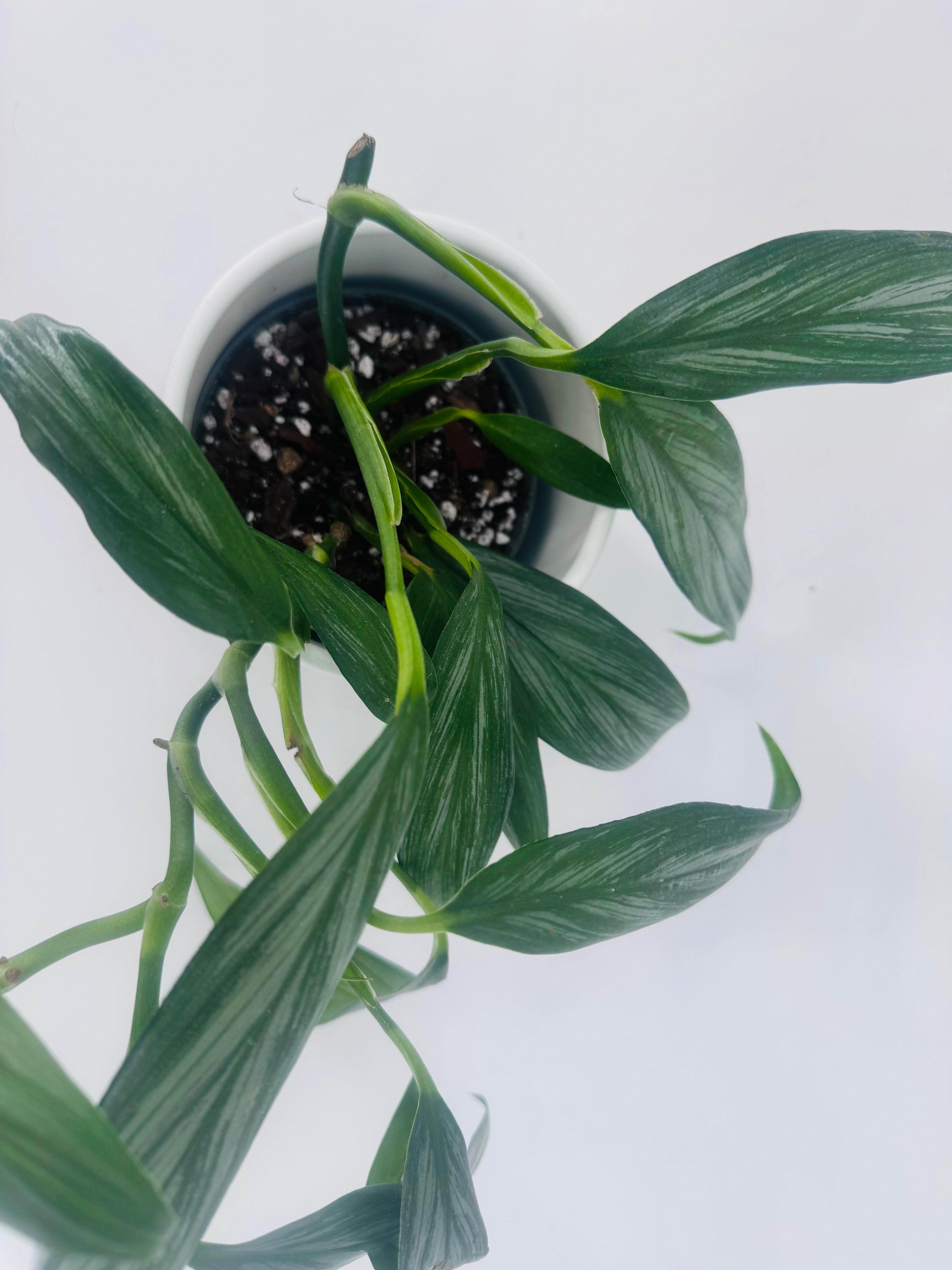 EPIPREMNUM SILVER STRIPE M12