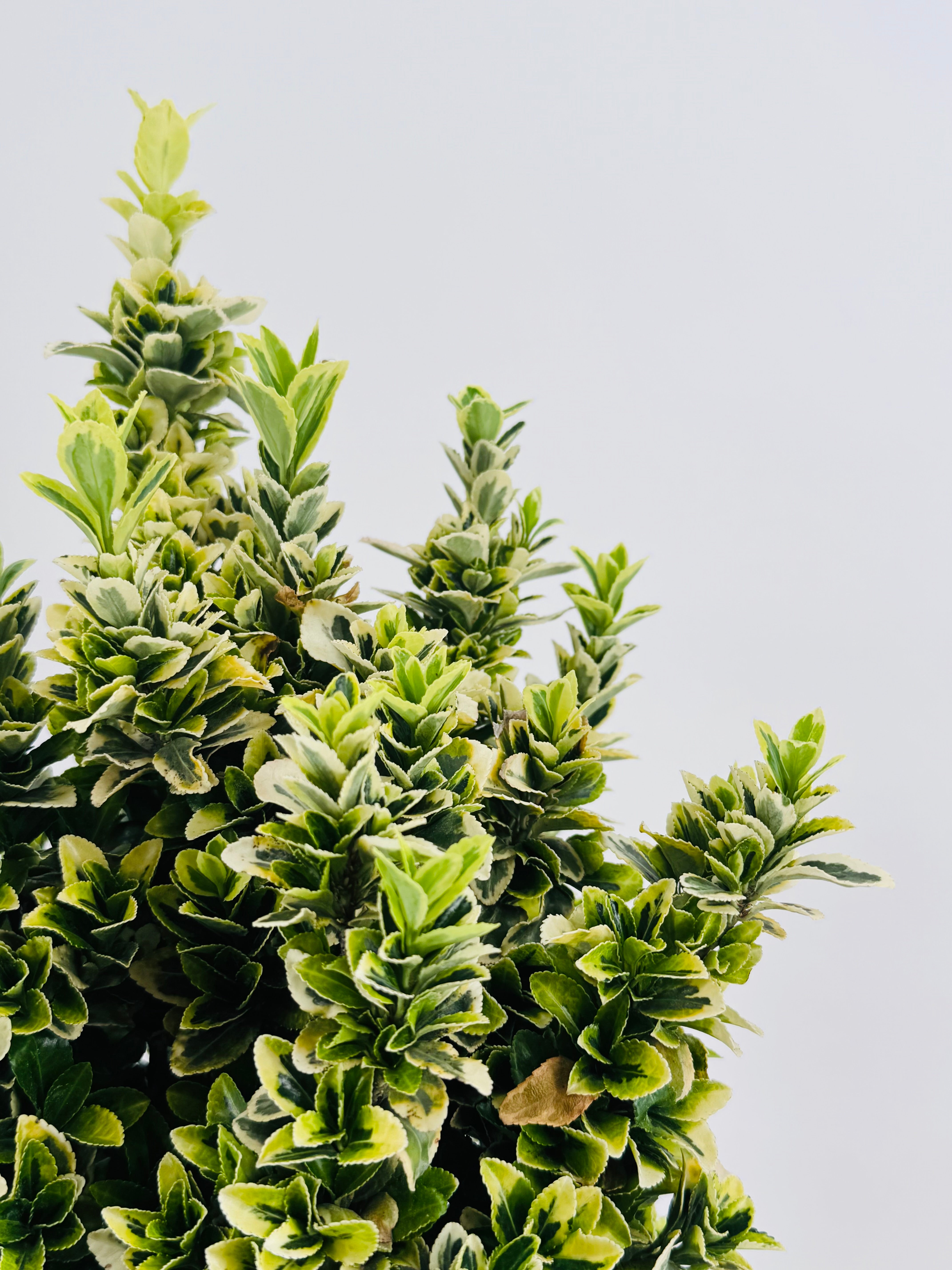 EUONYMUS J. GOLDEN ROCKET 5L