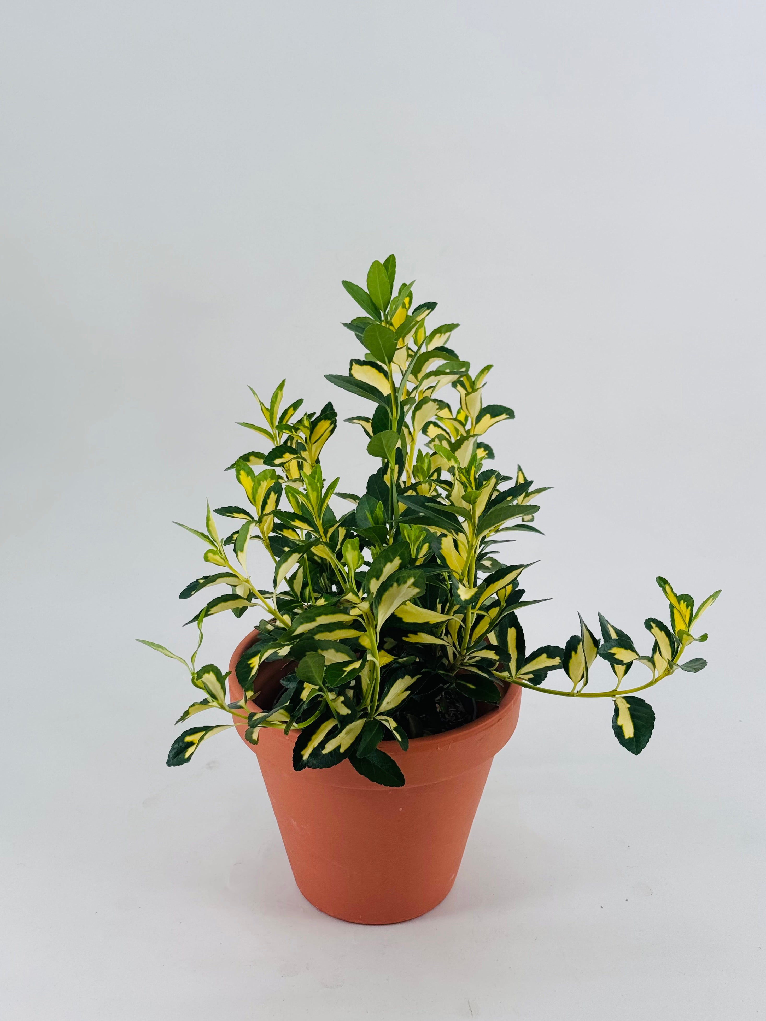 EUONYMUS JAP. AUREO MARGINATUS 3L