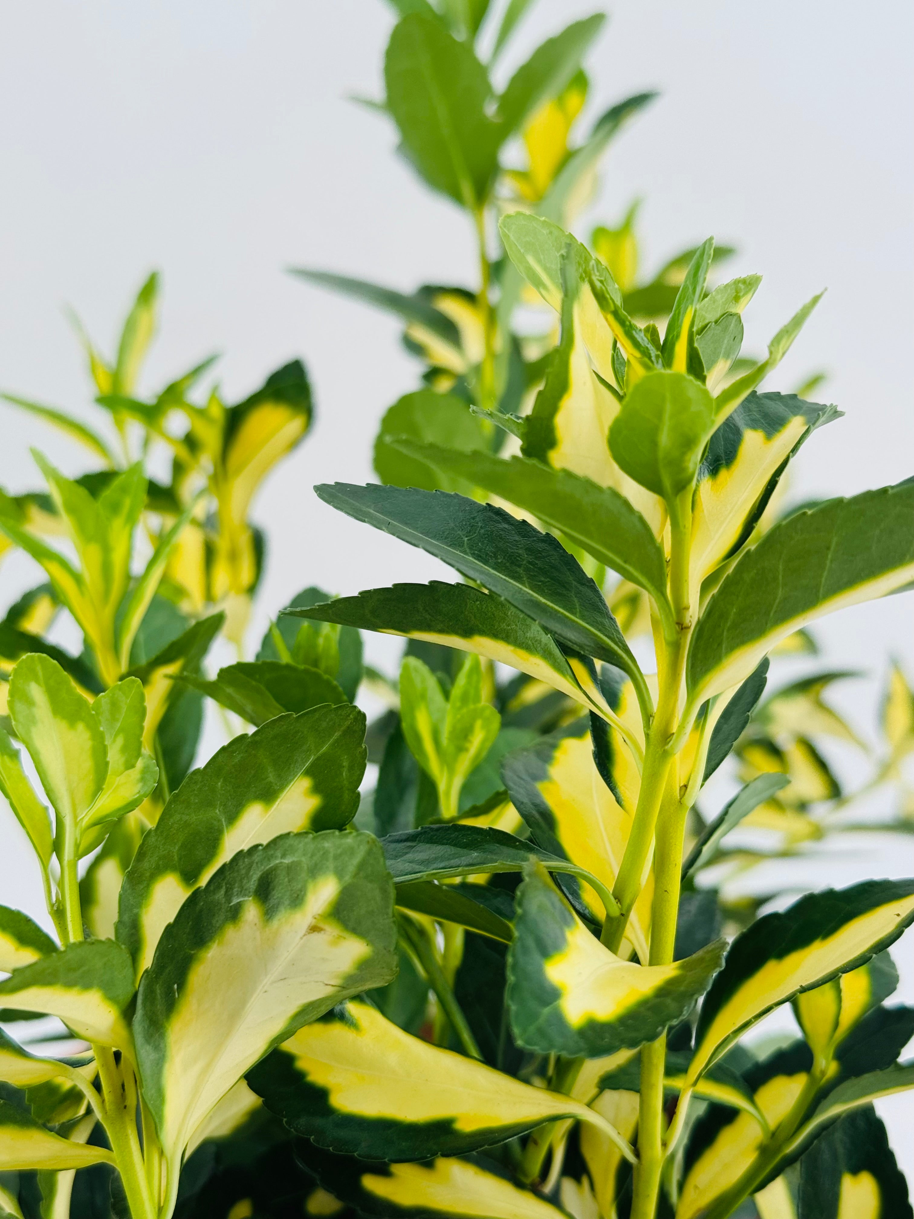 EUONYMUS JAP. AUREO MARGINATUS 3L