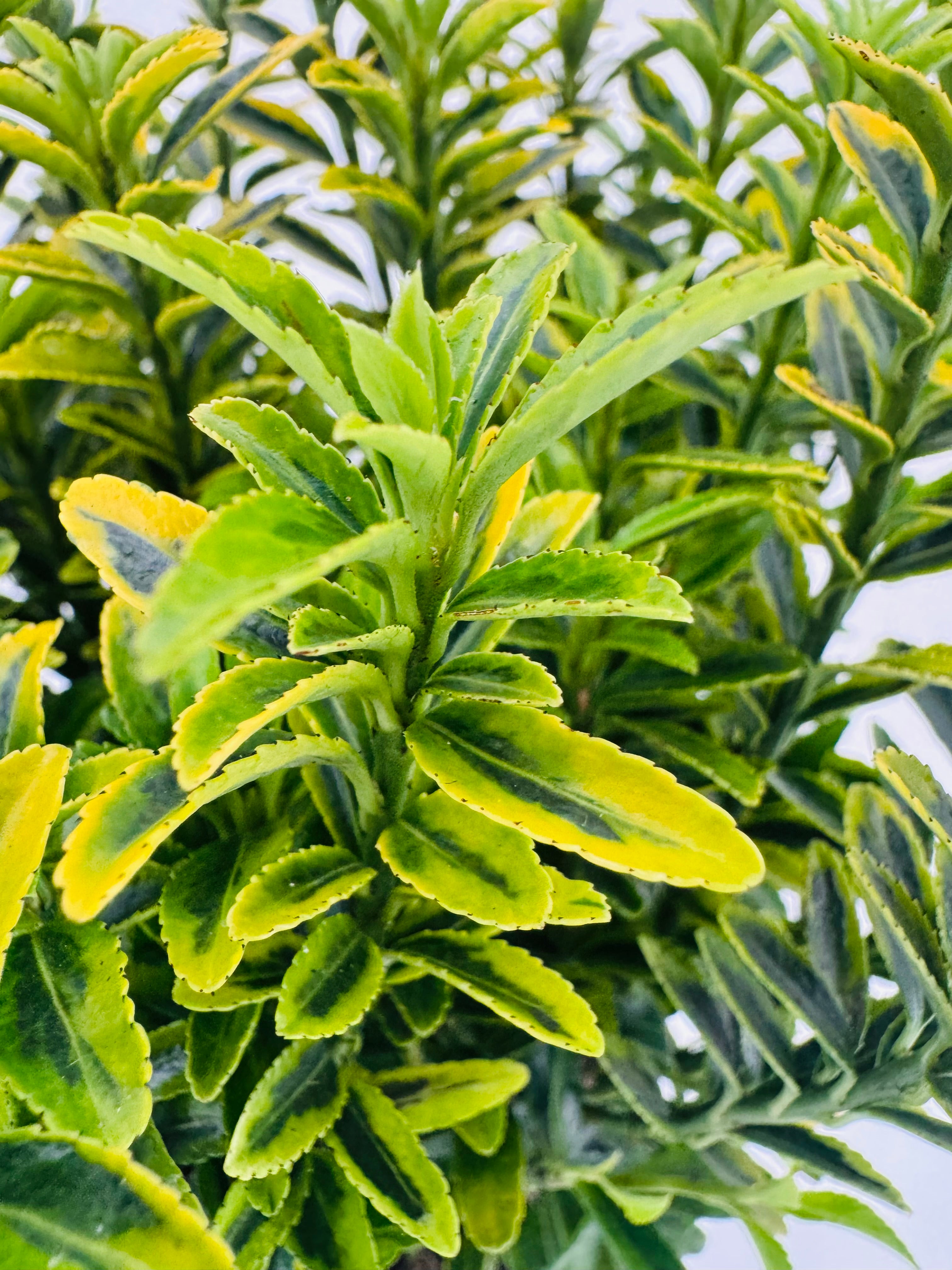 EUONYMUS JAP MIX M13