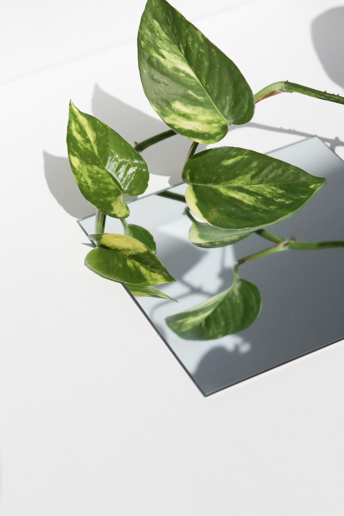 EPIPREMNUM PINN MIX M15