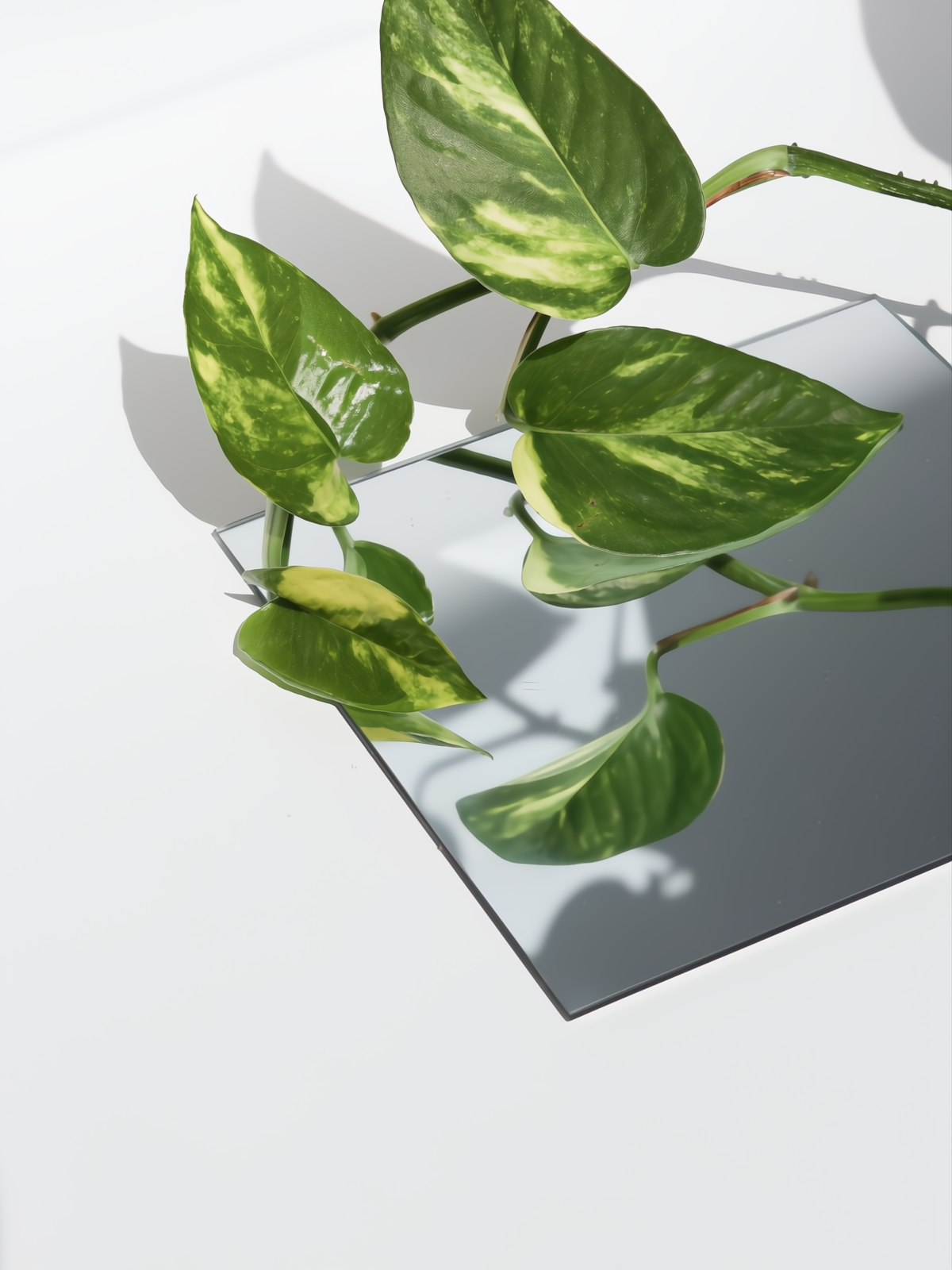 EPIPREMNUM PINN MIX M15