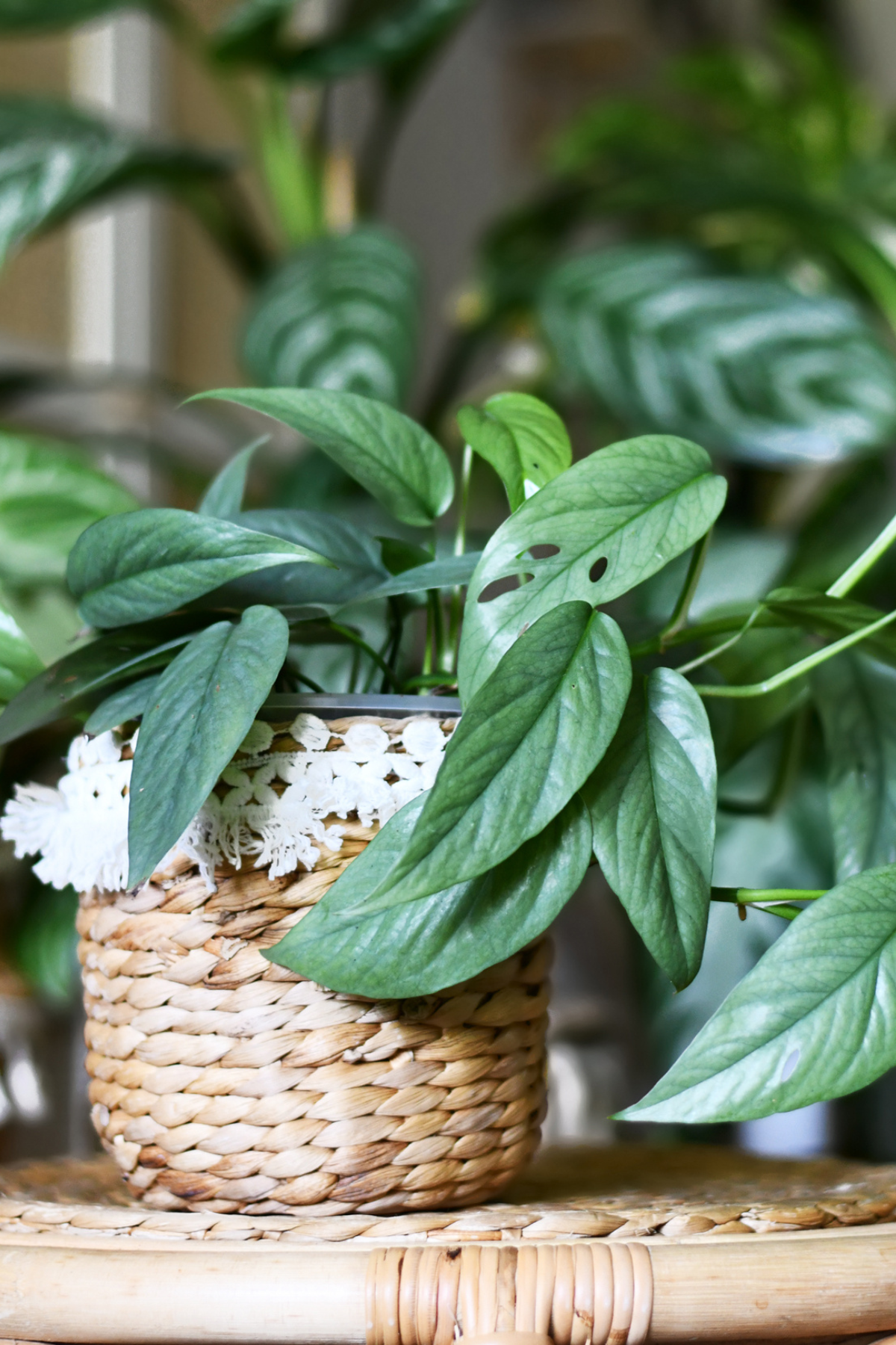 EPIPREMNUM PINN MIX M15
