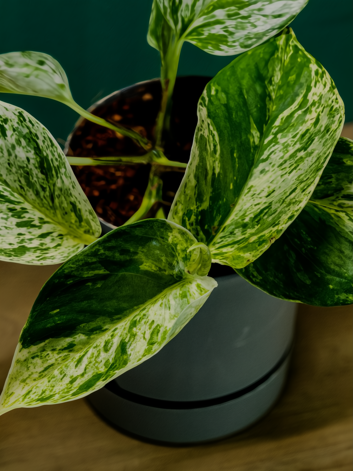 EPIPREMNUM PINN MIX M15