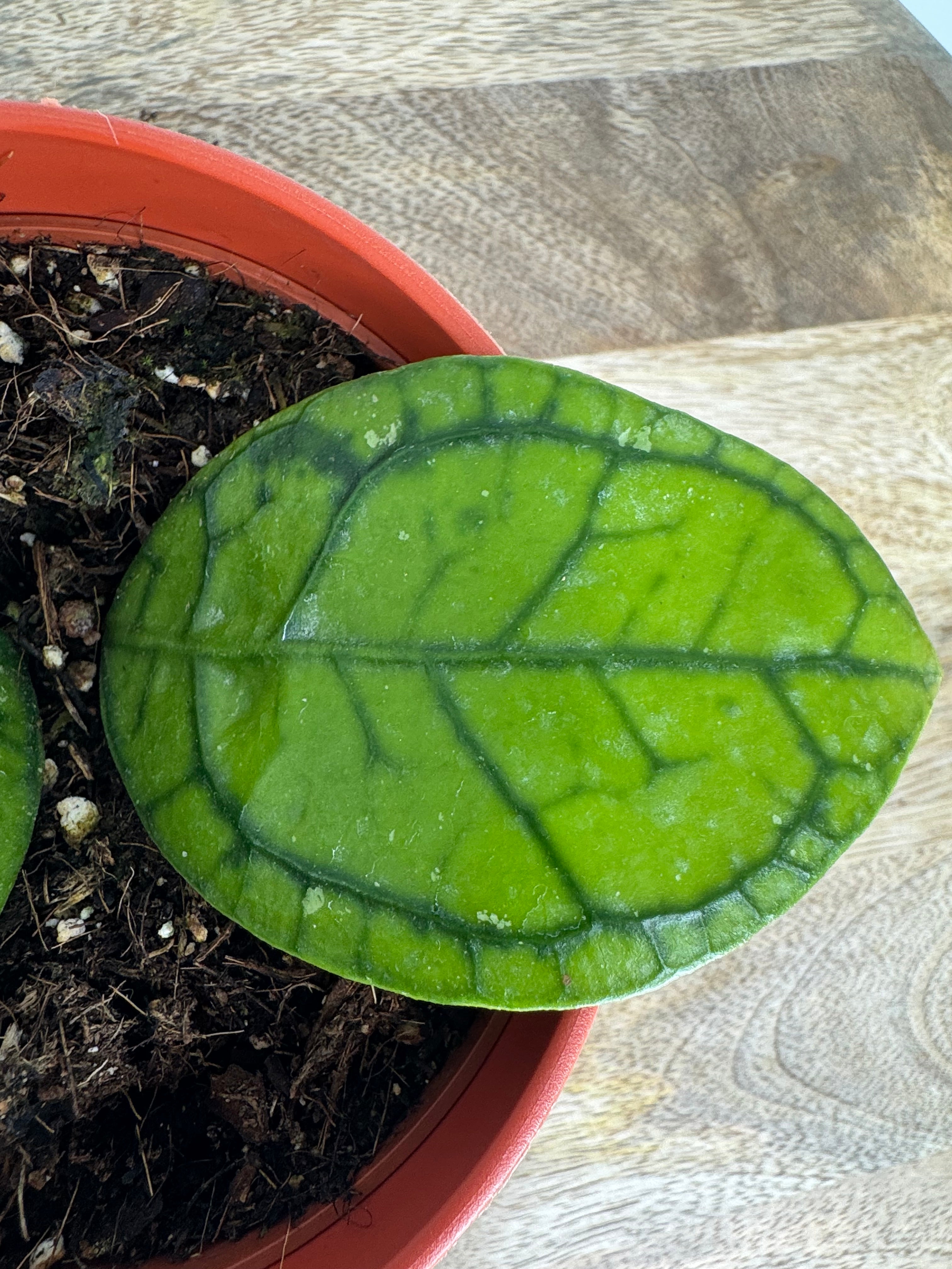 HOYA RANAUENSIS M10,5