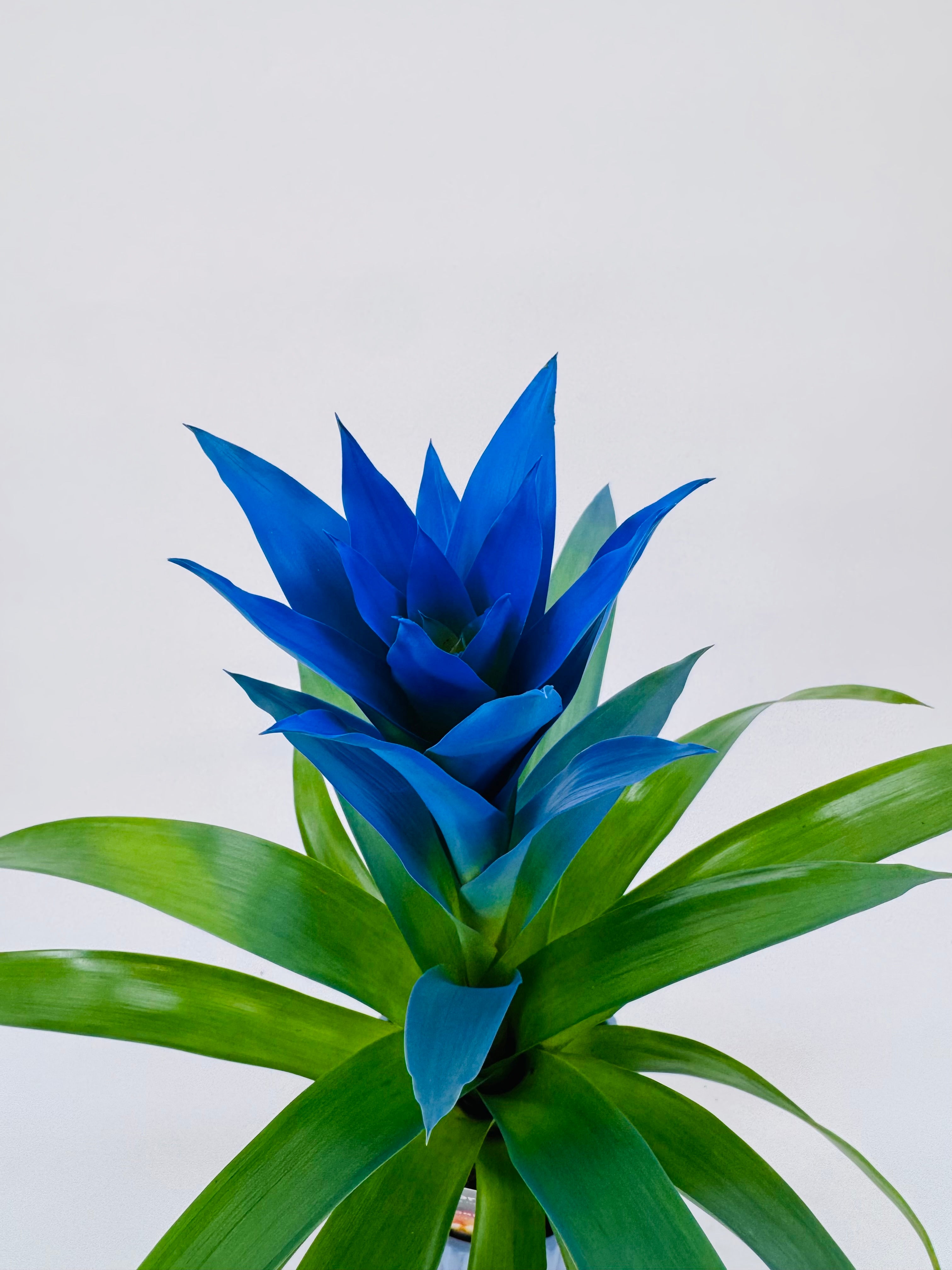 GUZMANIA HYBRID OCEAN BLUE M13