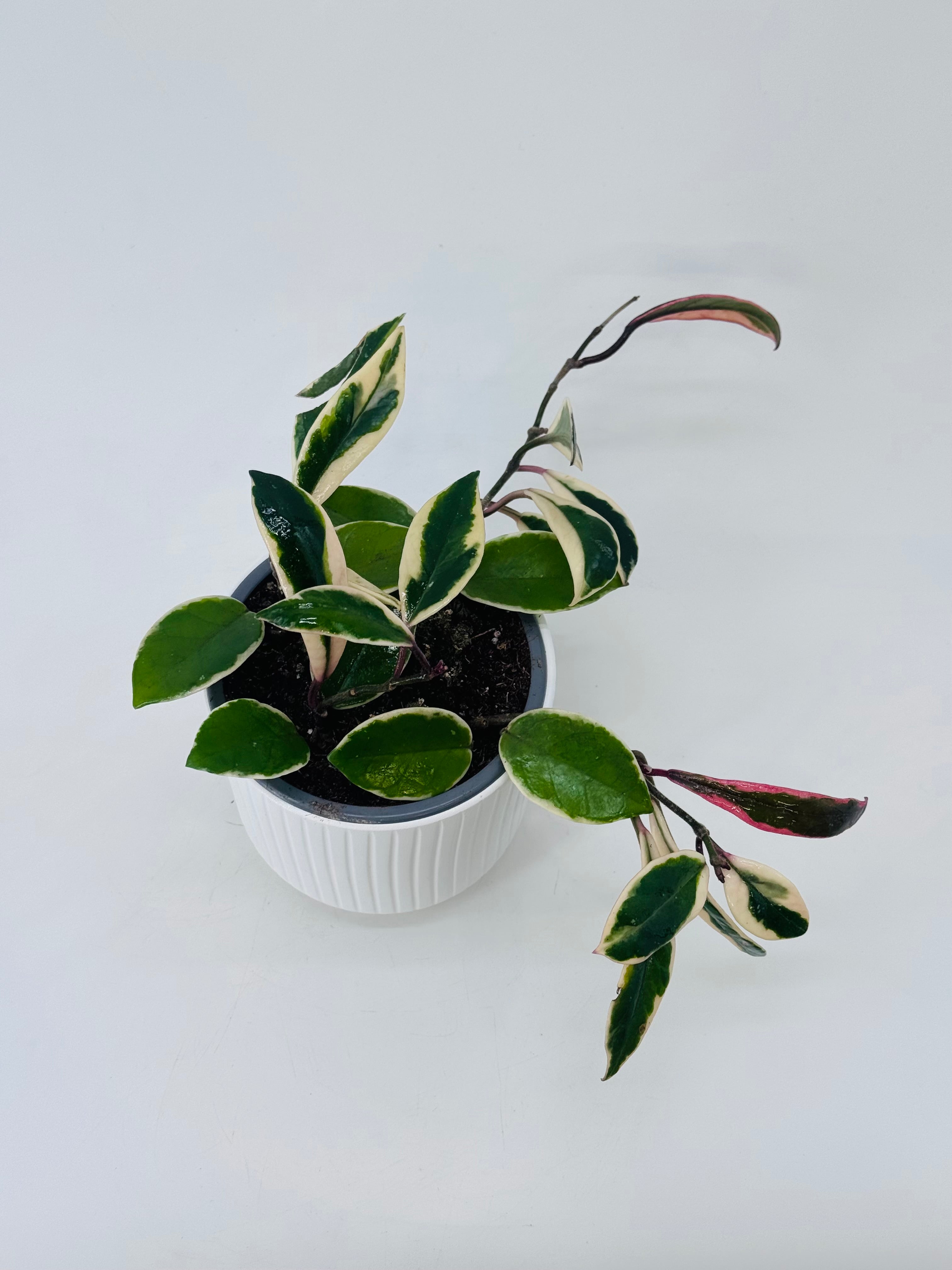 HOYA FLAMINGO DREAM M12