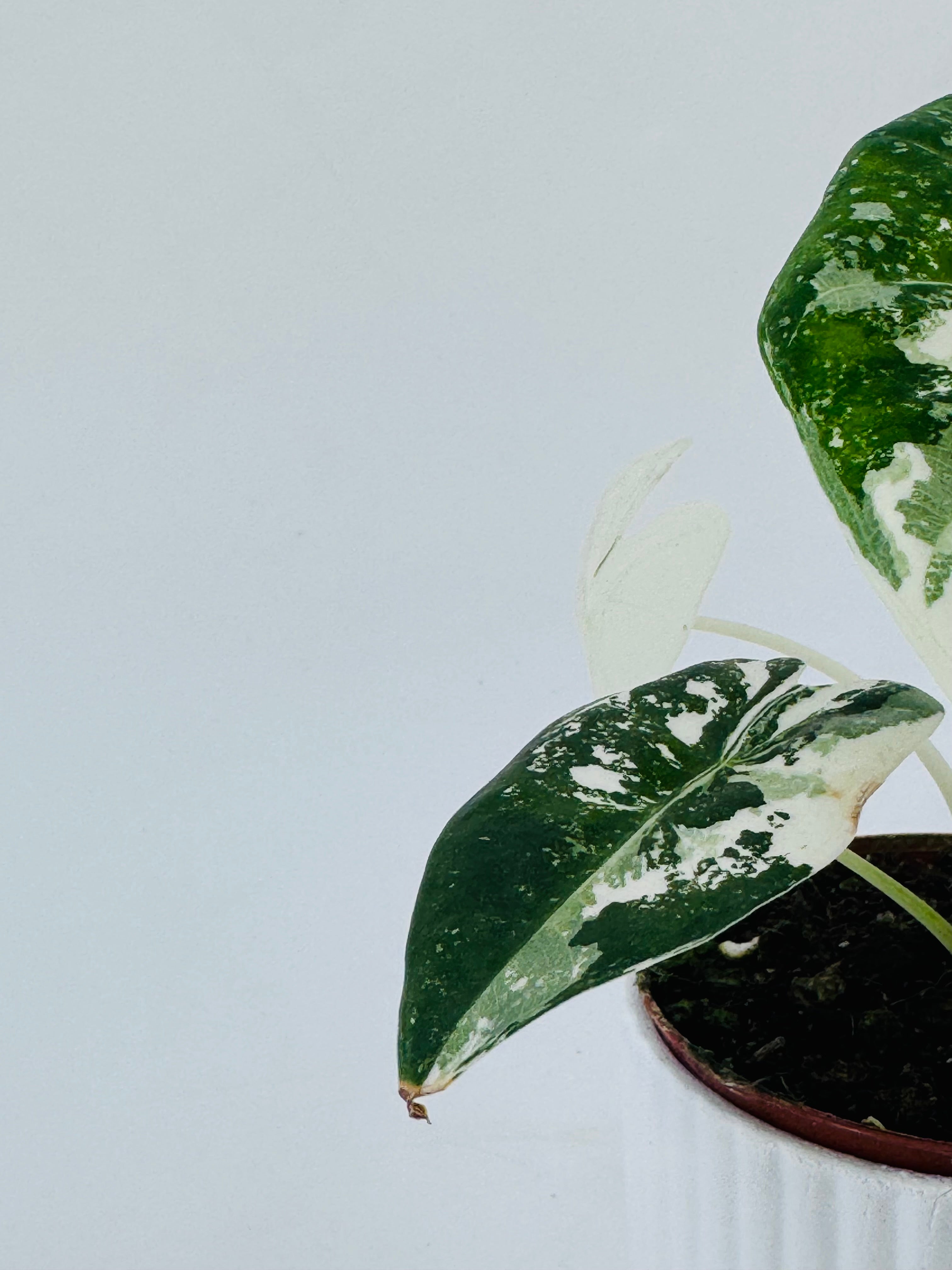 ALOCASIA FRYDEK VARIEGATA M8