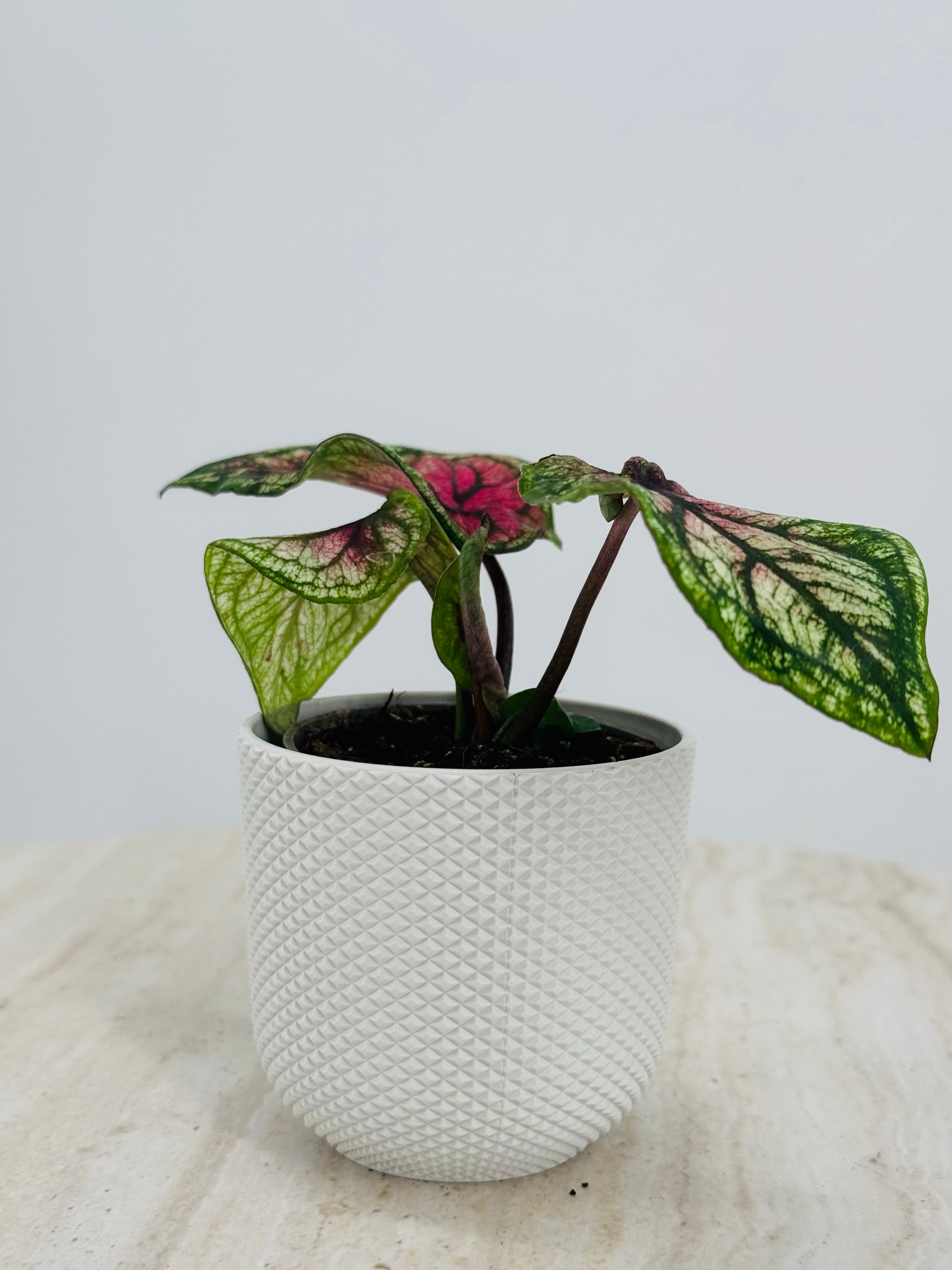 Caladium Mix M6 tropical plant in white textured pot, featuring vibrant green, pink, and red leaves.