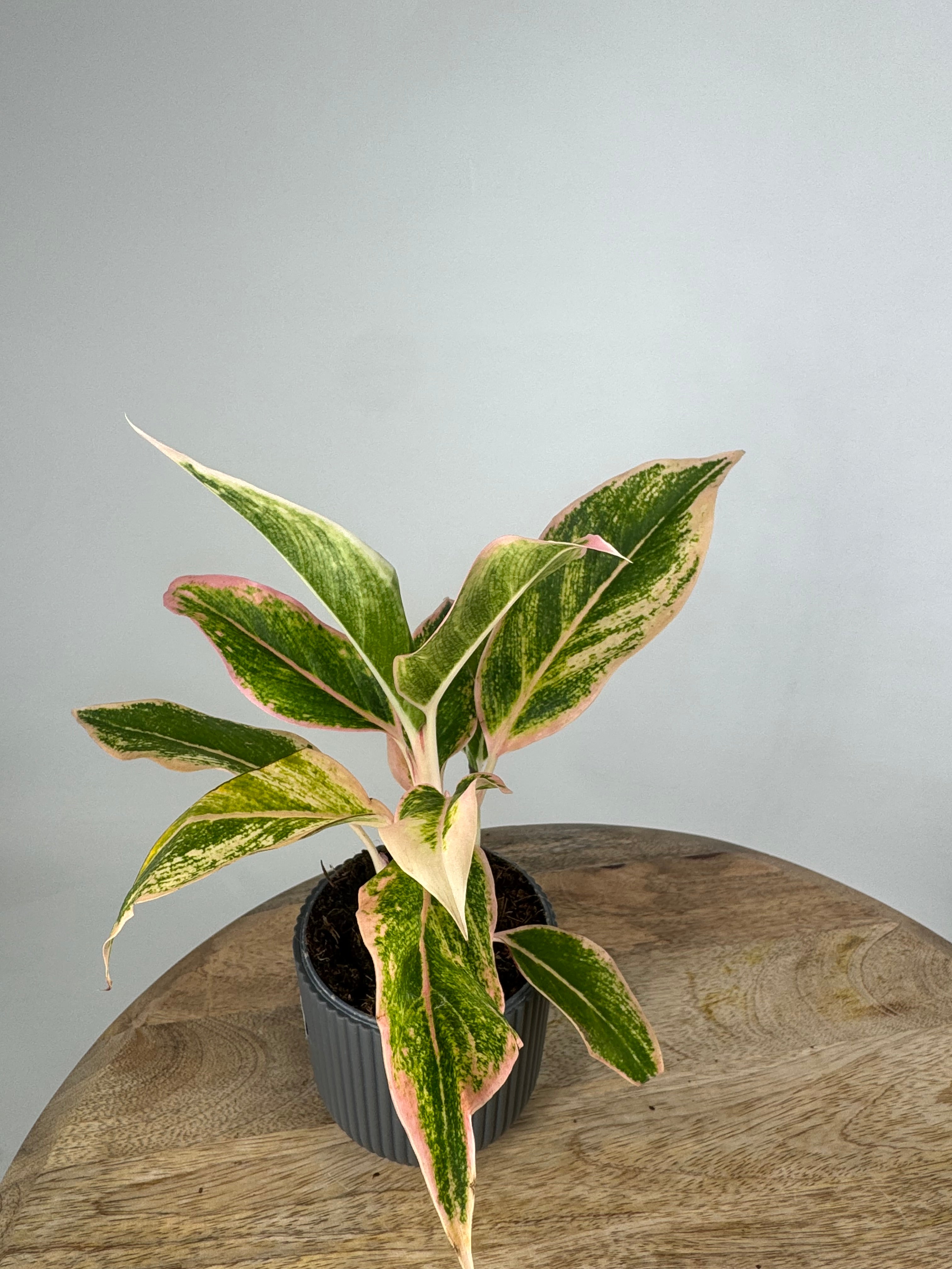 AGLAONEMA PRESTIGE 9CM
