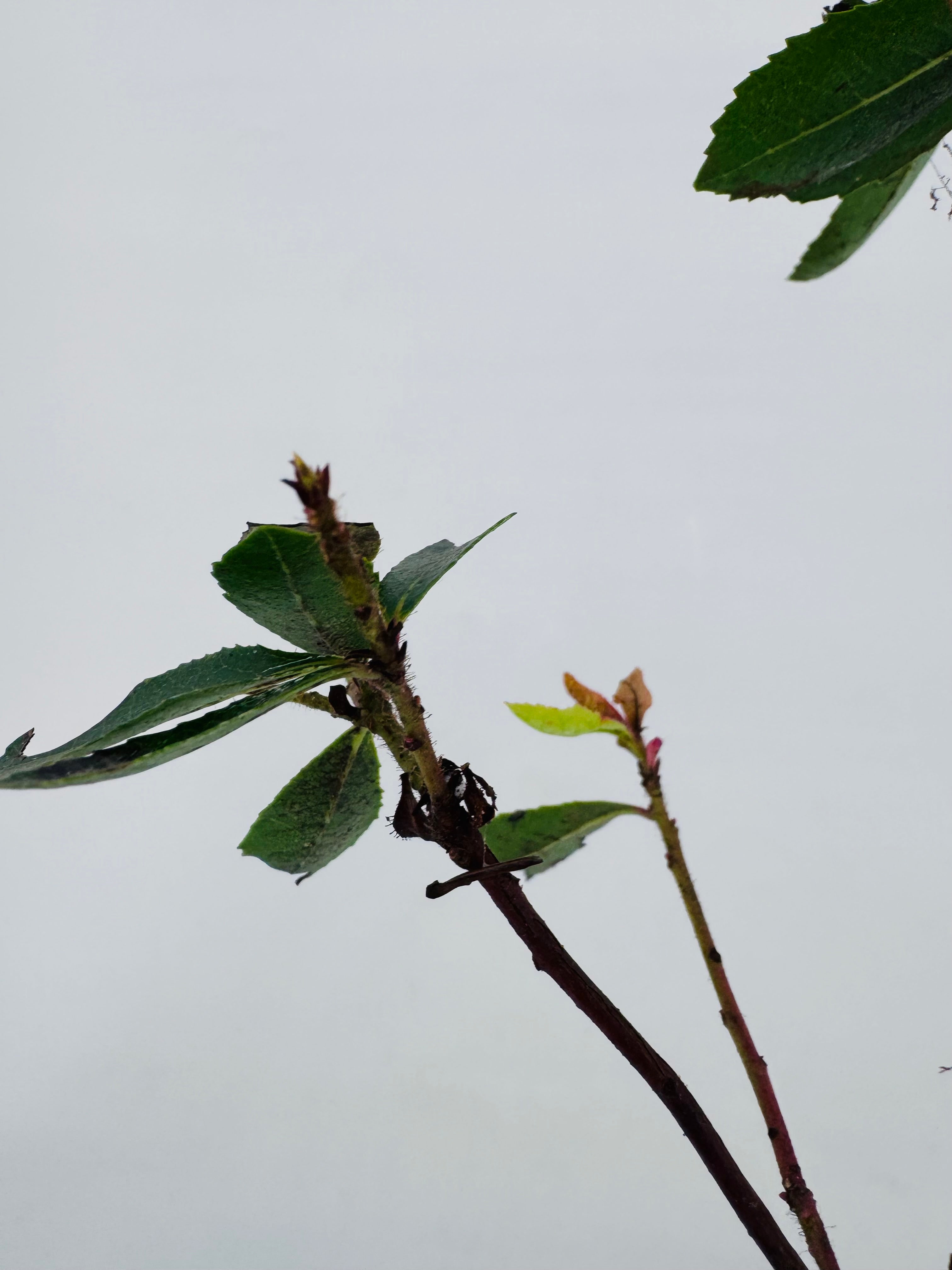 ARBUTUS UNEDO 3L TUBO