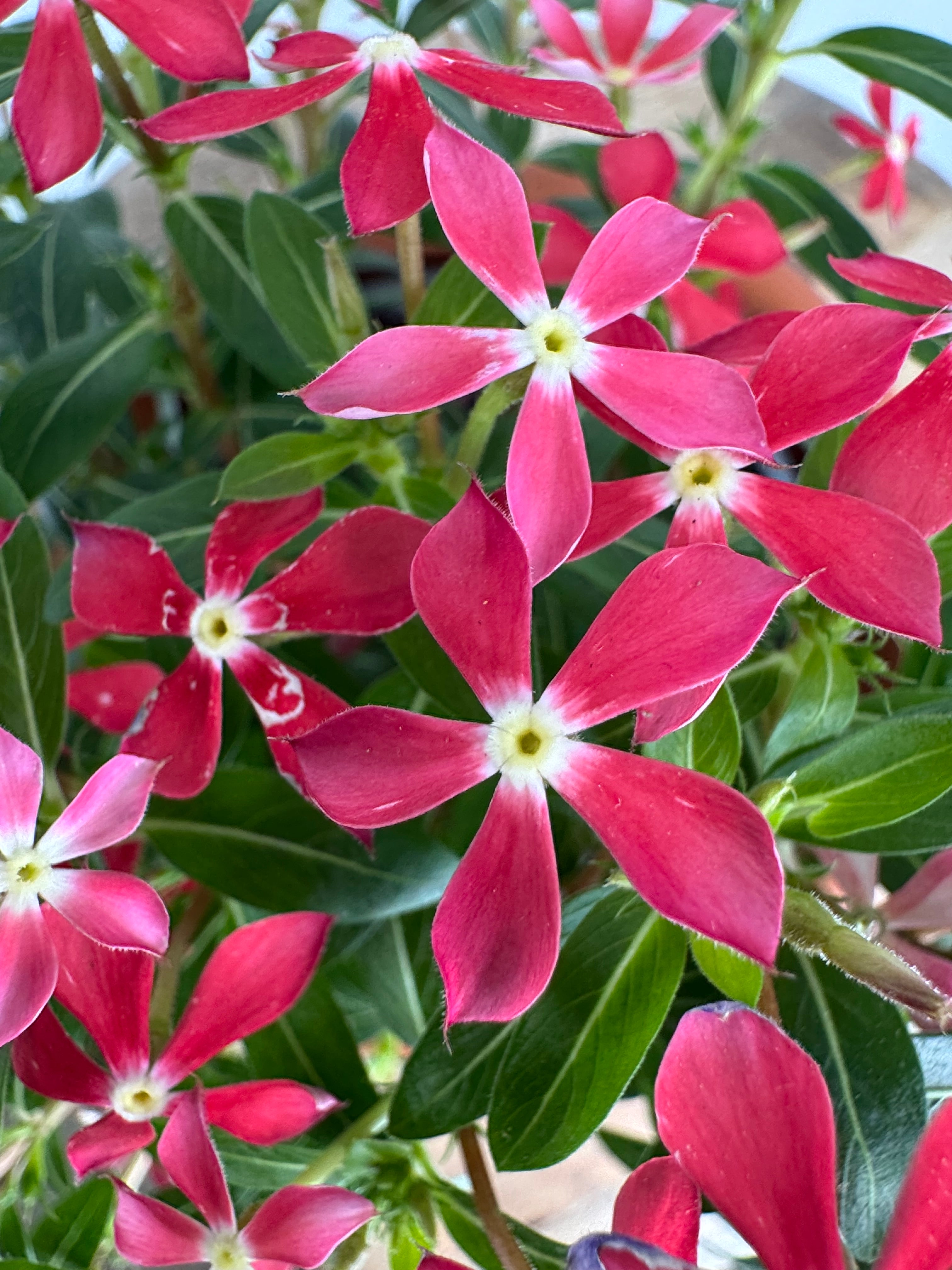 CATHARANTHUS SOIREE M14