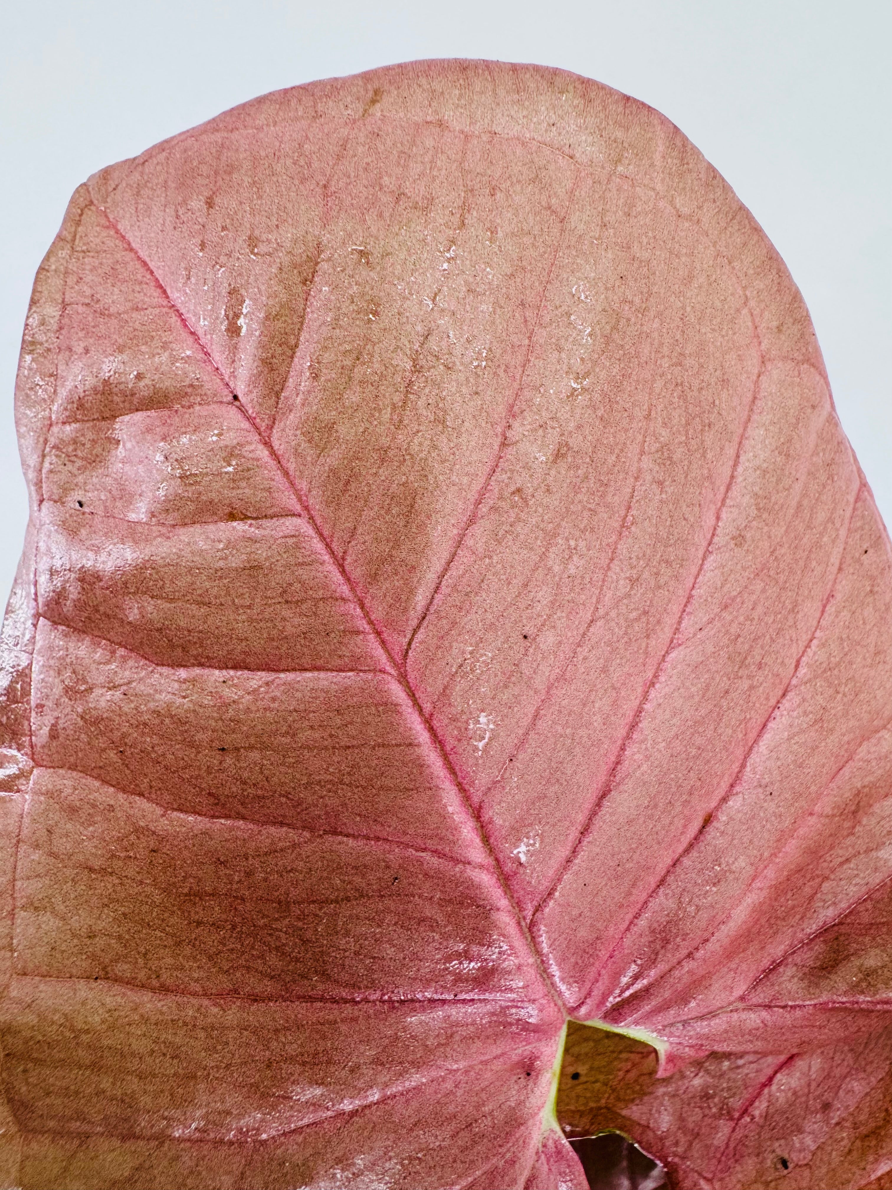SYNGONIUM PODOPHYLLUM