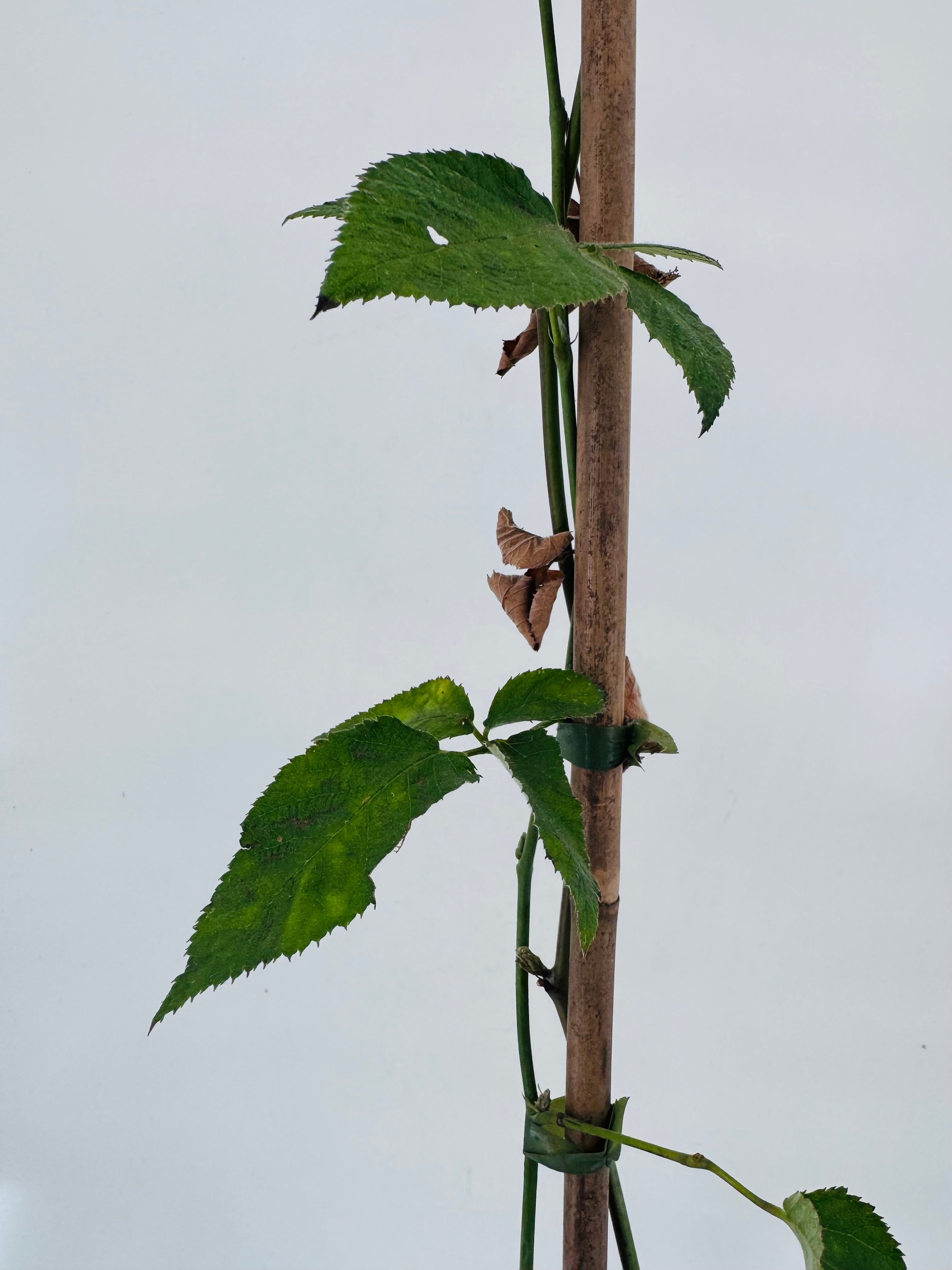 MORA NEGRA 3L RUBUS FRUTICOSUS