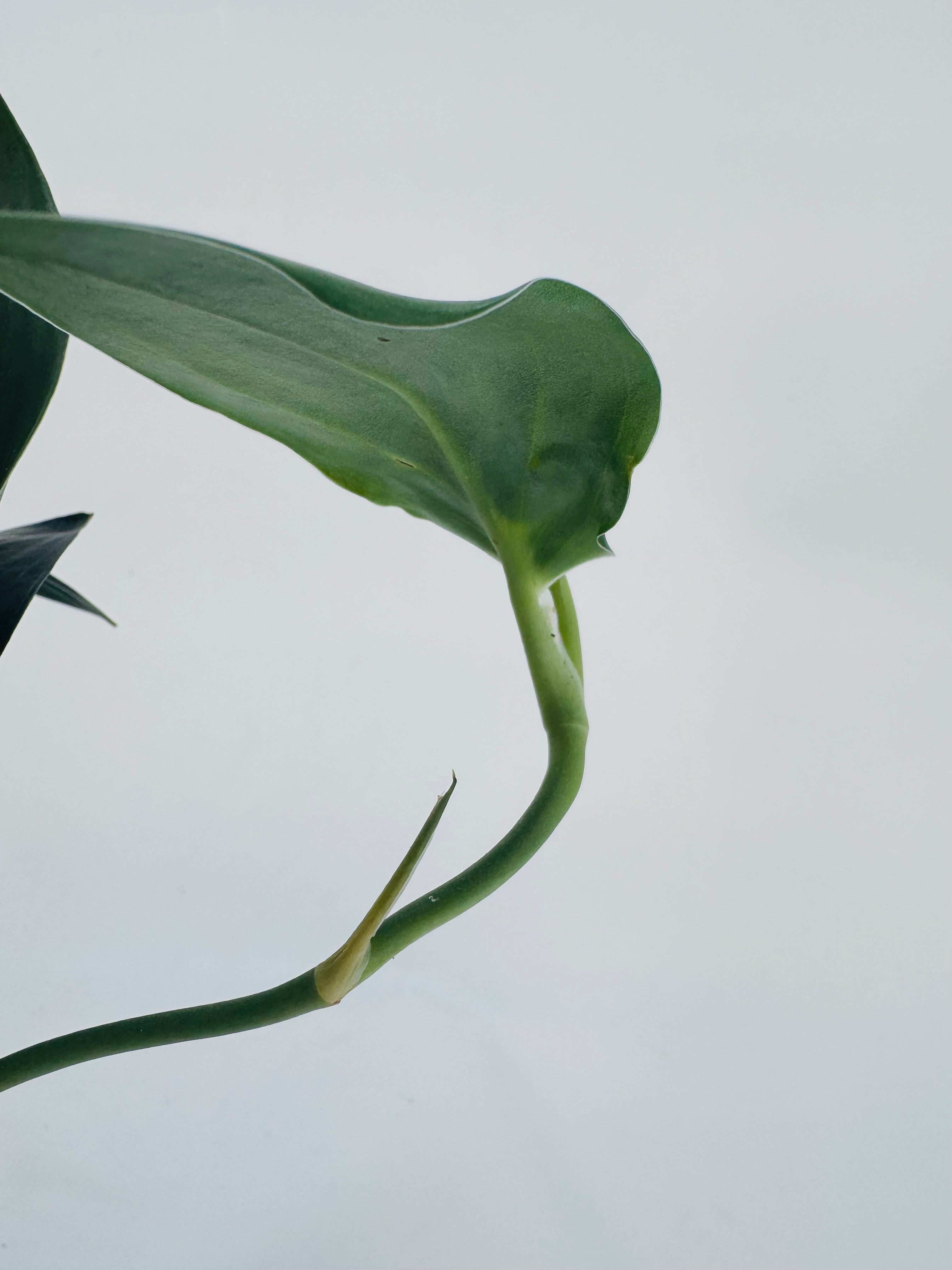 SCINDAPSUS TREUBII DARK FORM M12