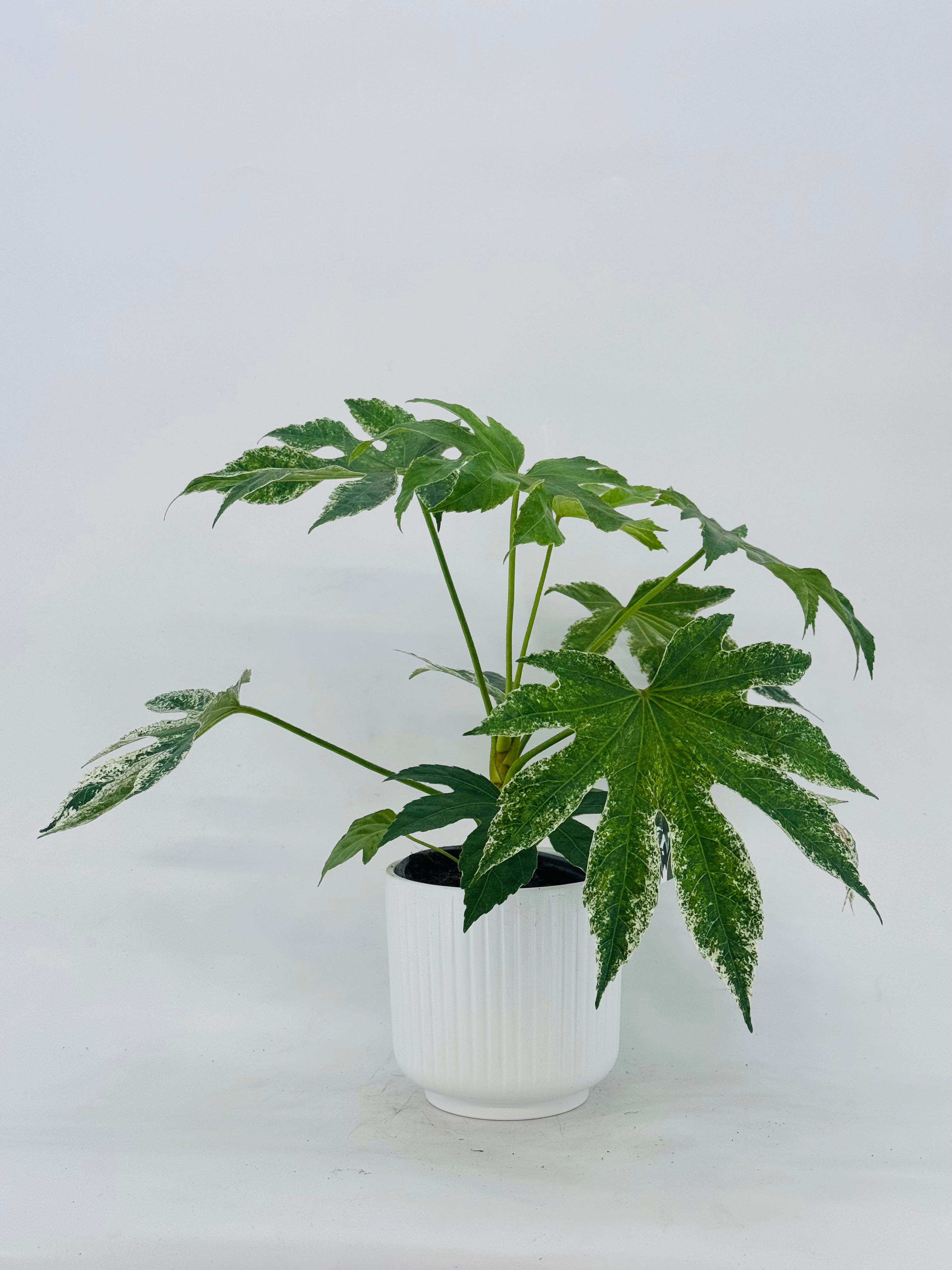 FATSIA JAPONICA VARIEGATA 3L