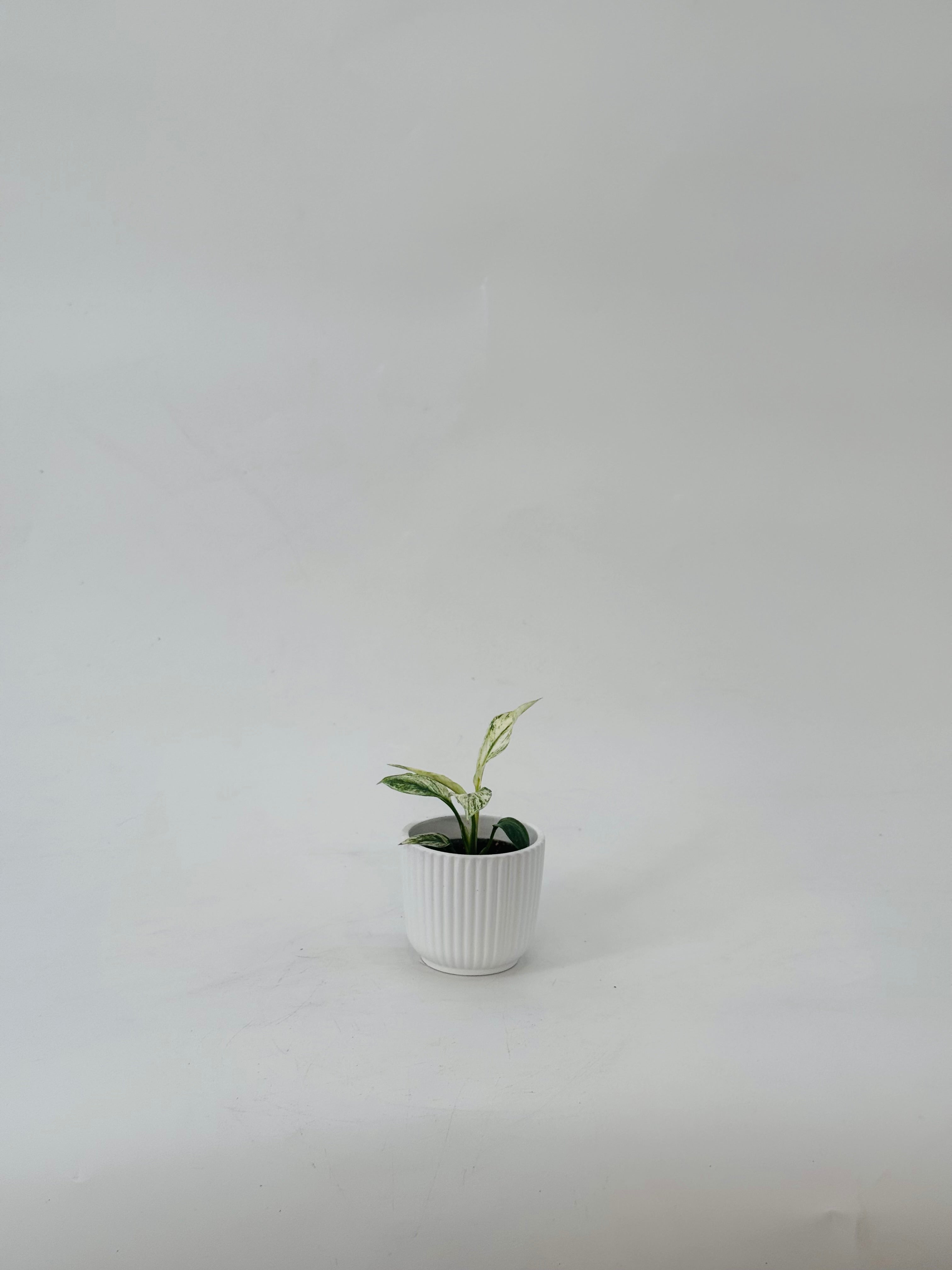 SPATHIPHYLLUM SENSATION VARIEGATA M6