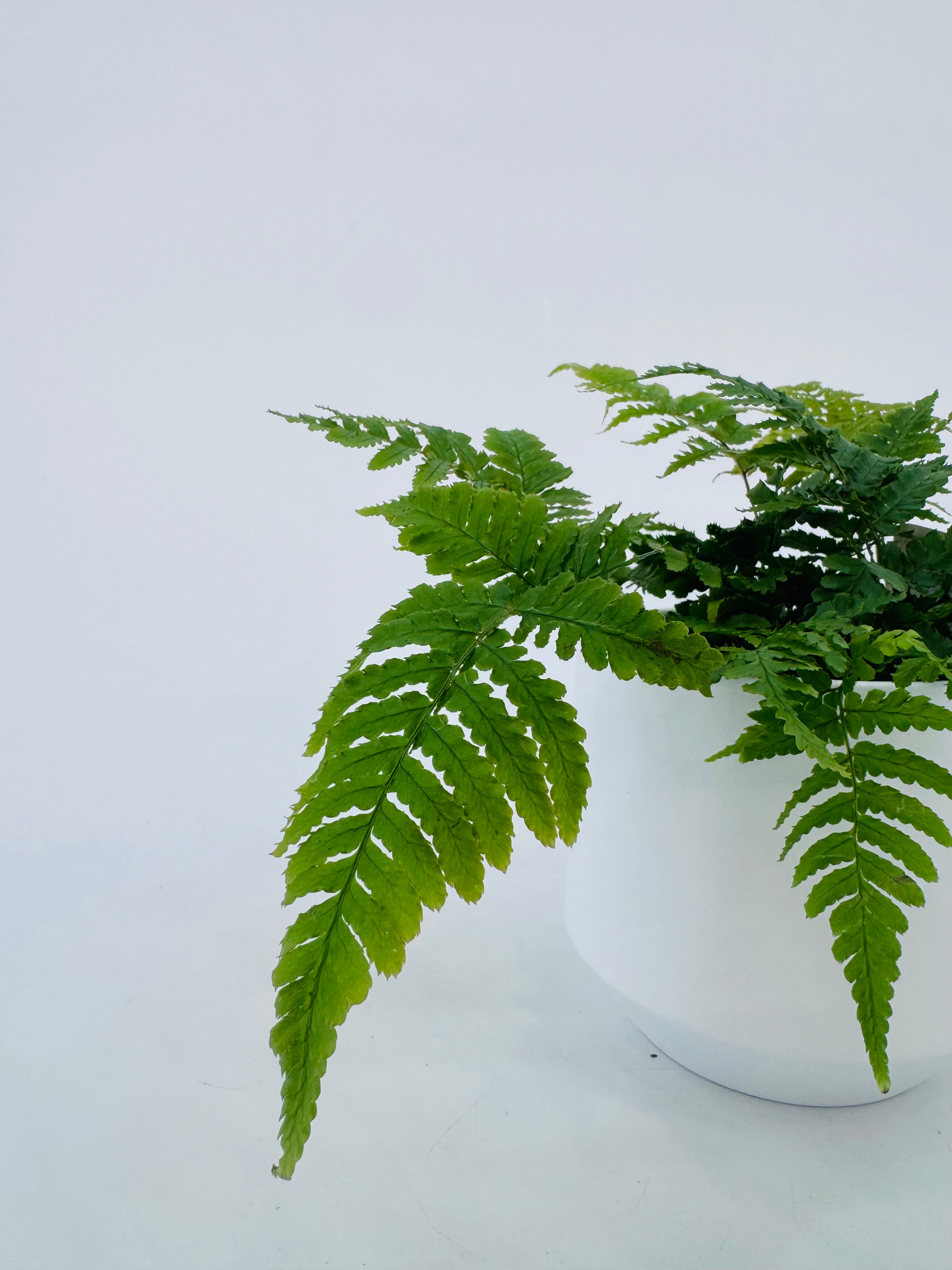 FERNS AIR SO PURE MEZCLADO M9