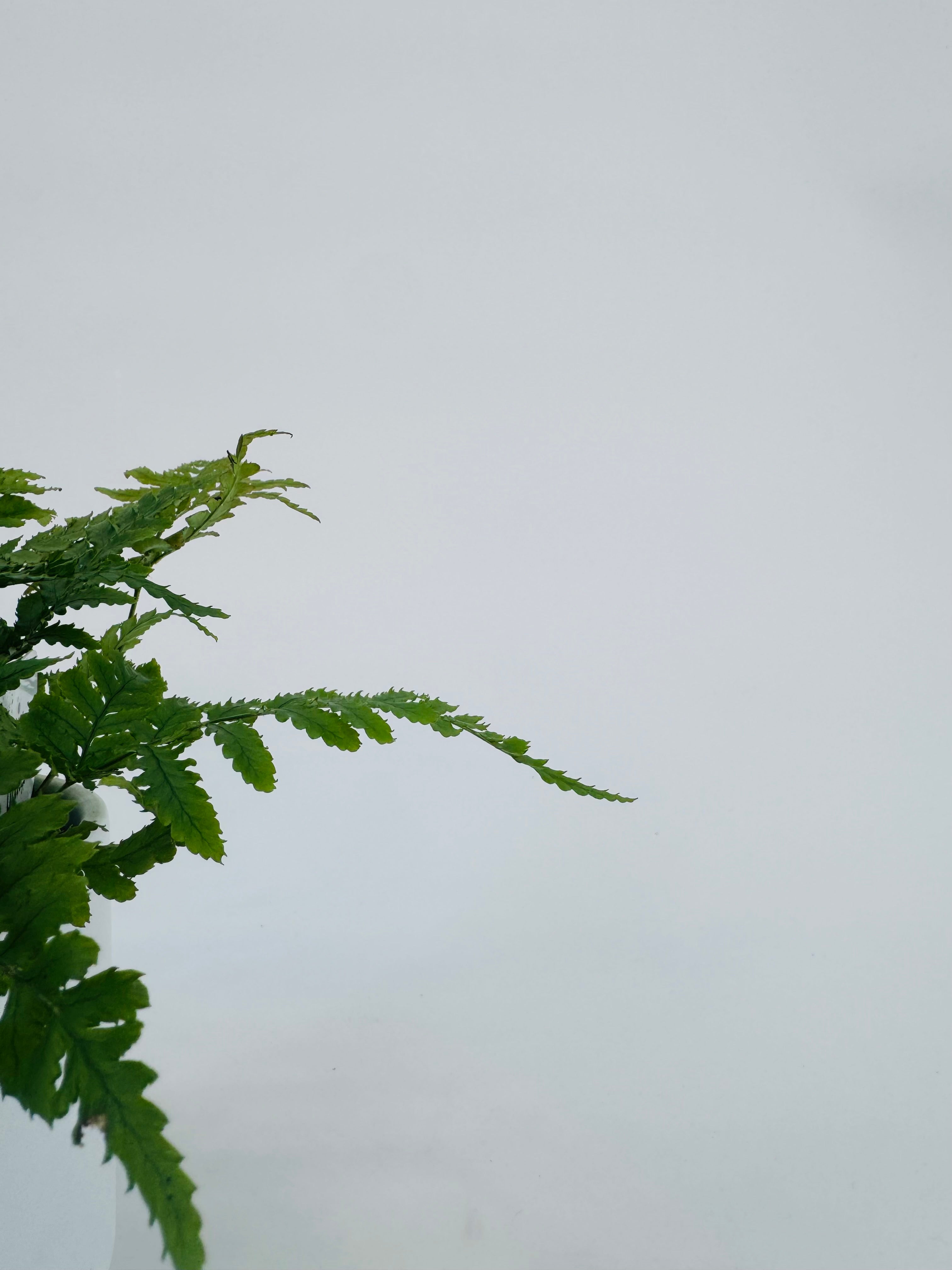 FERNS AIR SO PURE MEZCLADO M9