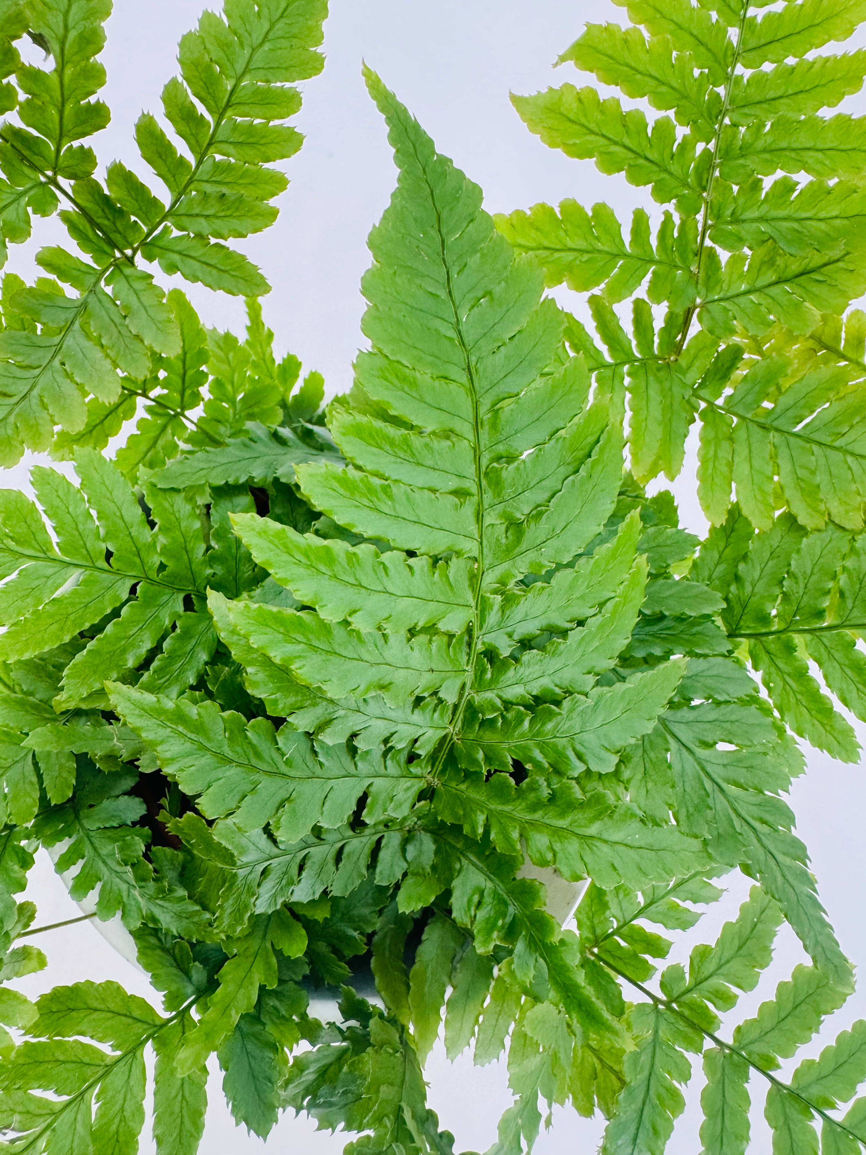 FERNS AIR SO PURE MEZCLADO M9